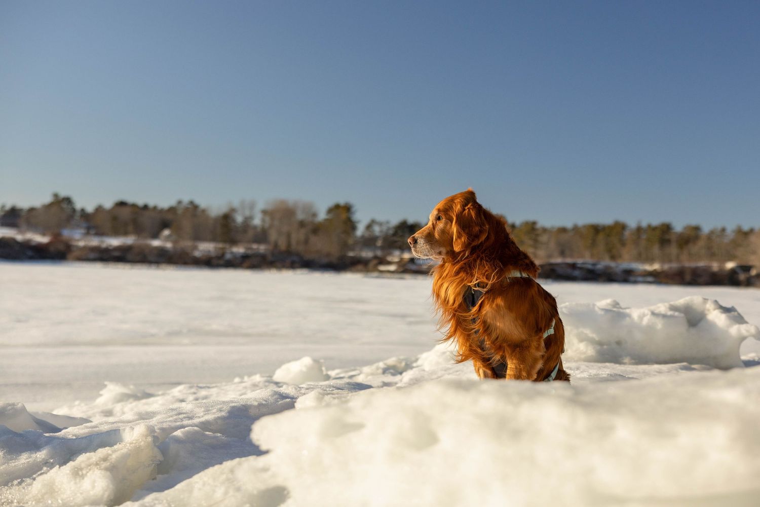 A golden Nova Scotia Duck Tolling Retriever sits in deep snow under a bright blue winter sky.