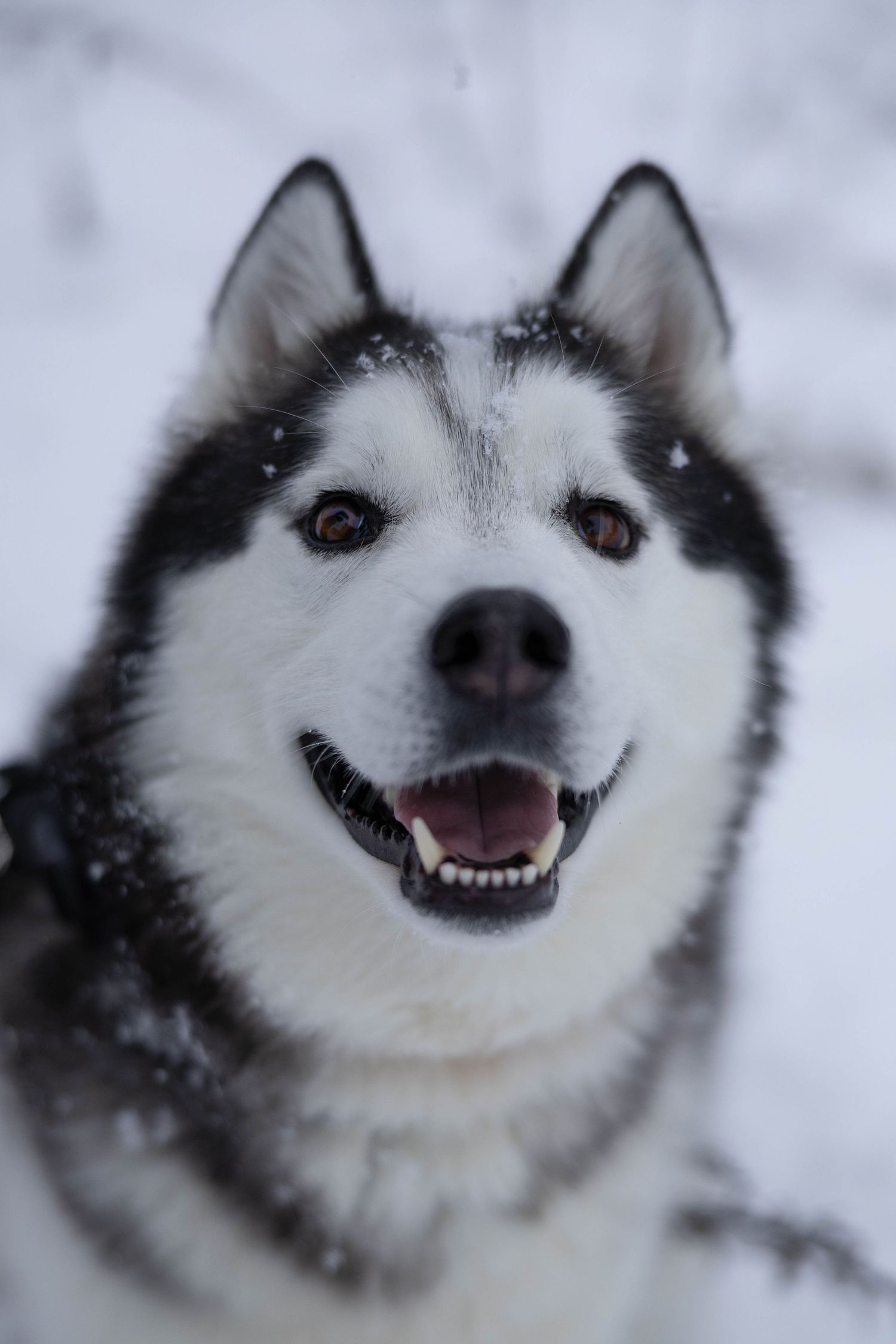 A happy Siberian Husky with black and white fur smiles in a snowy winter landscape.