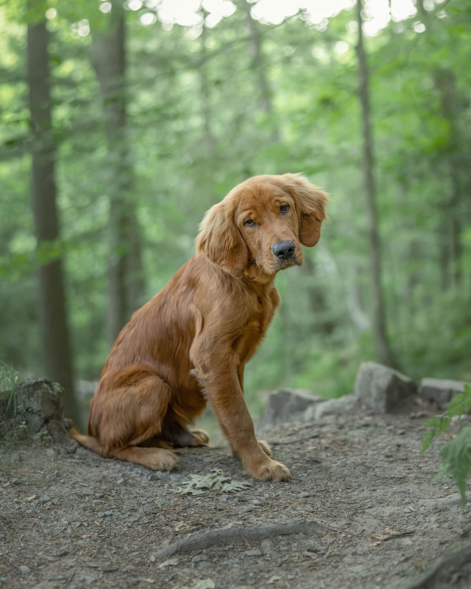 A golden retriever puppy sits on a rocky forest trail, tilting its head curiously among lush green trees.