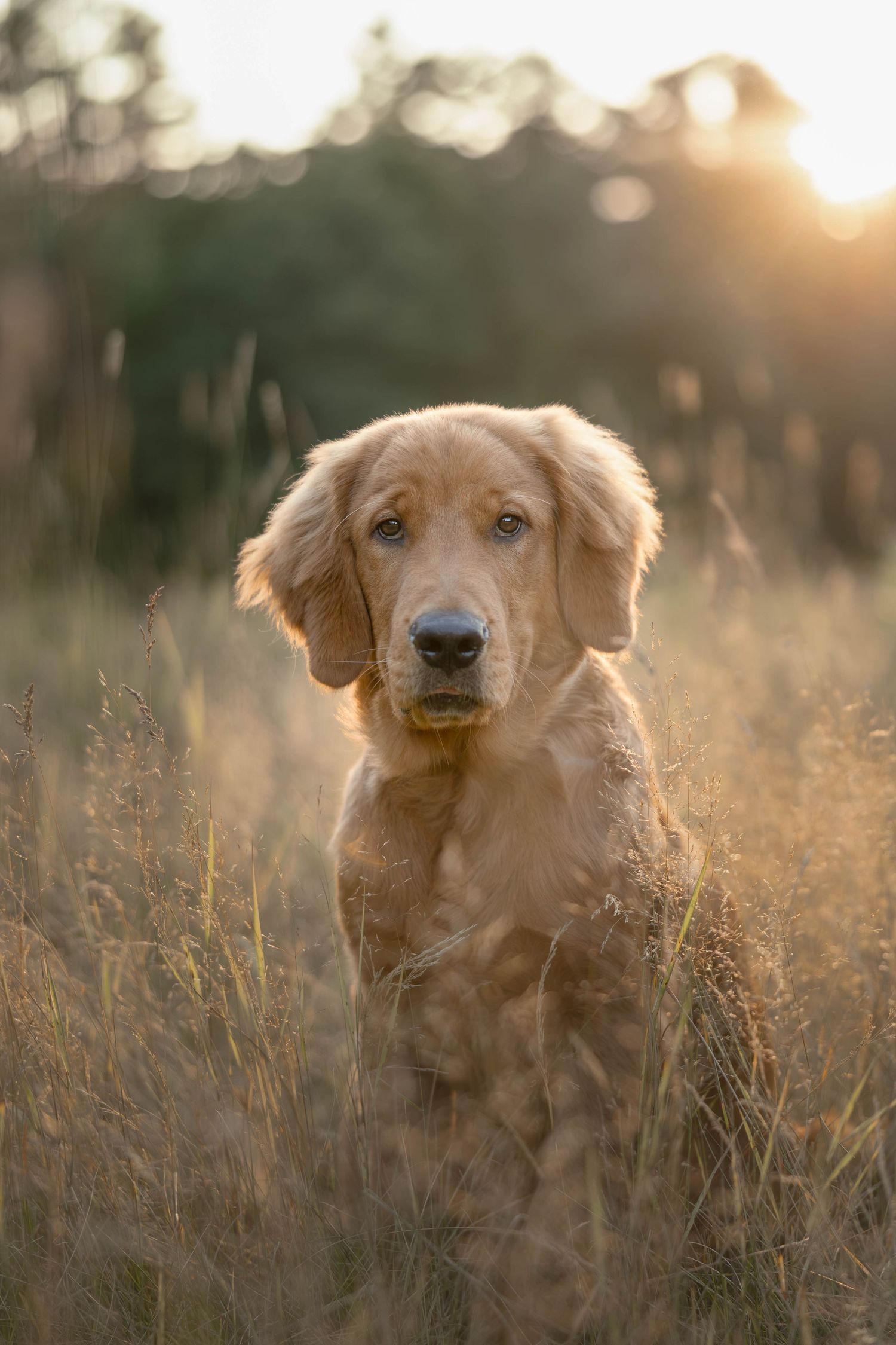 Golden Retriever puppy sitting in tall golden grass field at sunset with soft bokeh green trees background.