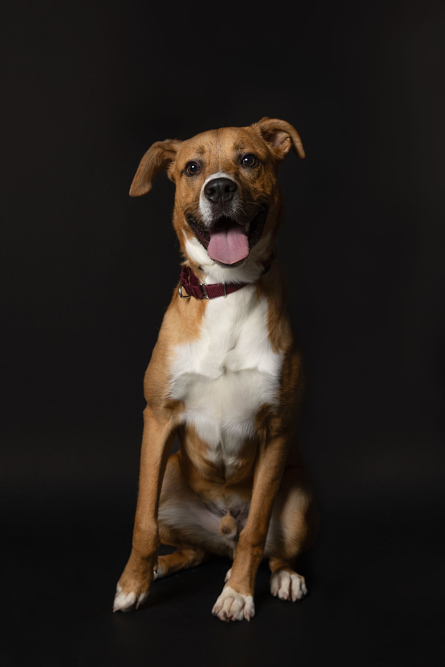 A brown and white mixed breed dog sits with tongue out on black background.