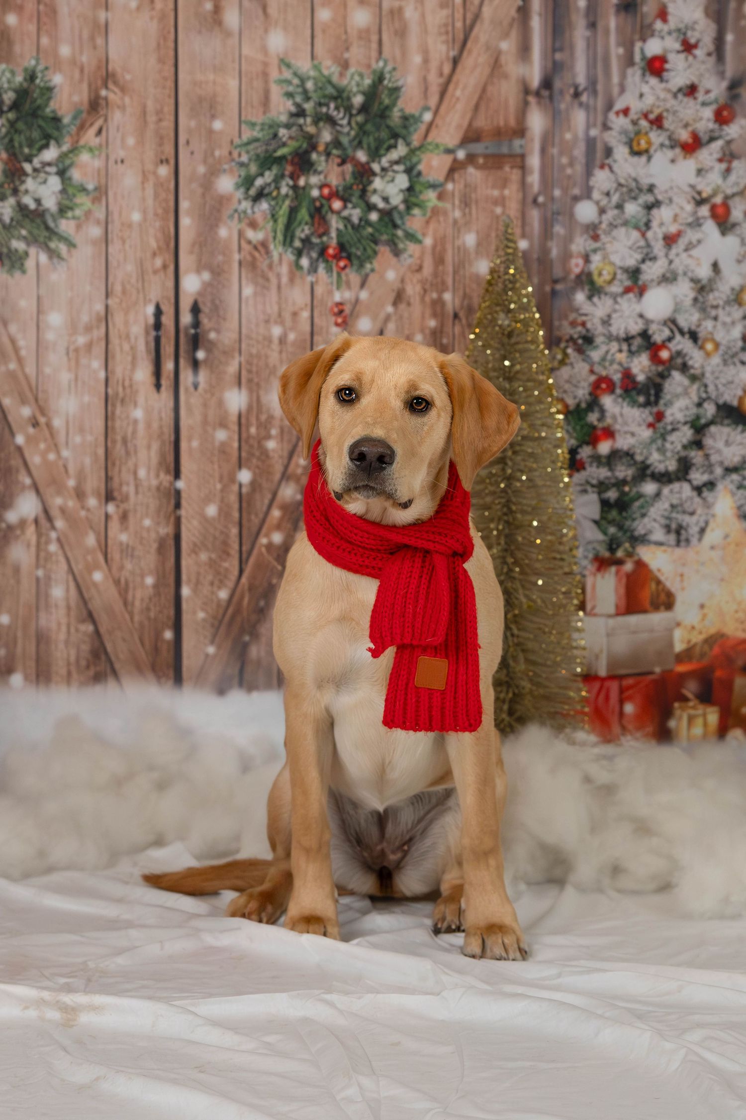 A yellow Labrador puppy wearing a red scarf sits in a festive Christmas photo studio setting.