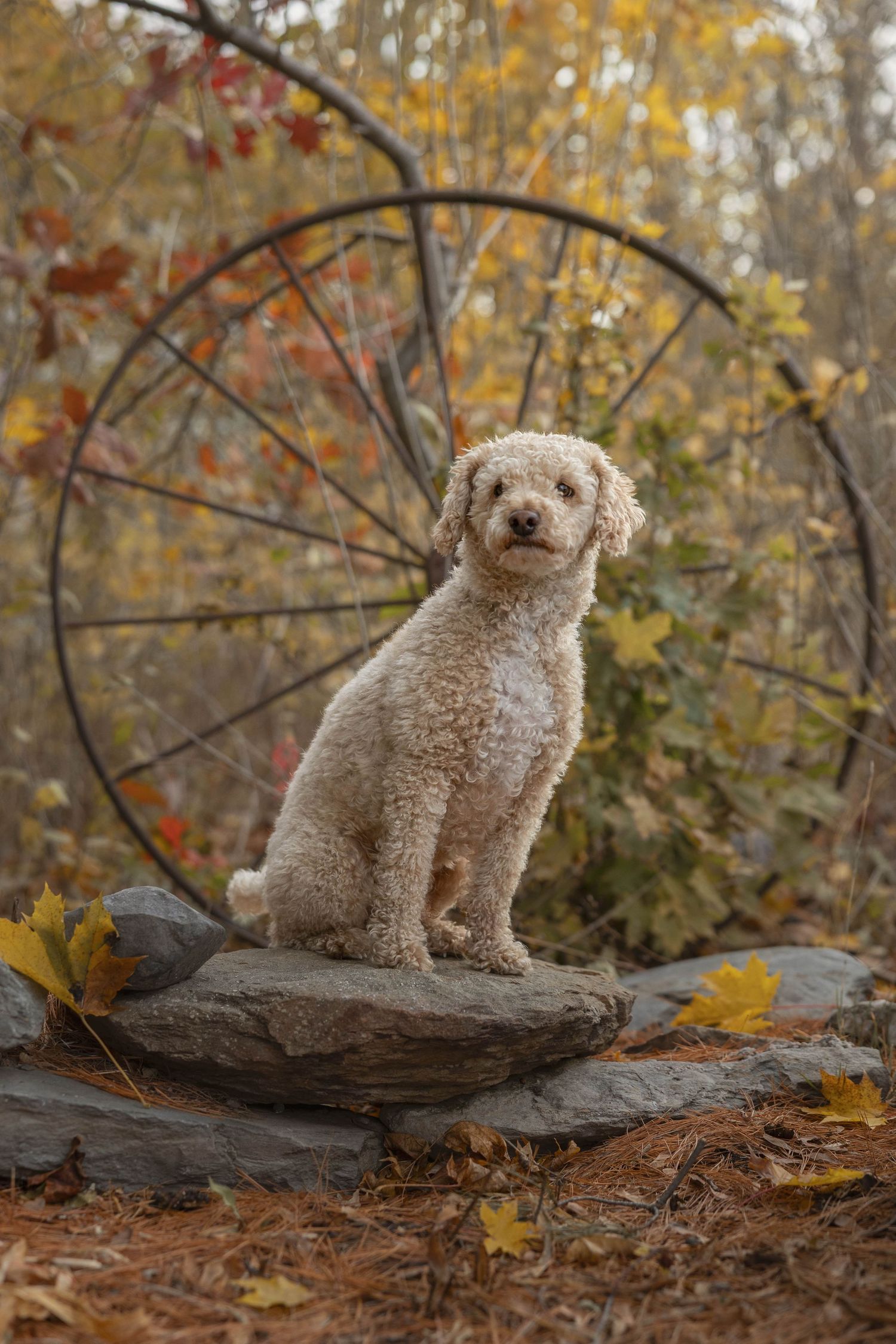 A curly cream Poodle sits on a rock before a rustic wagon wheel in an autumn forest.