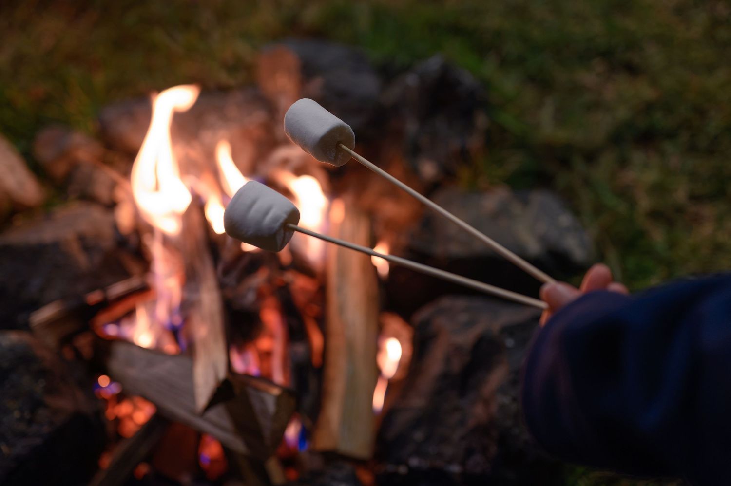 Two marshmallows on long sticks are roasted over a glowing campfire at dusk.