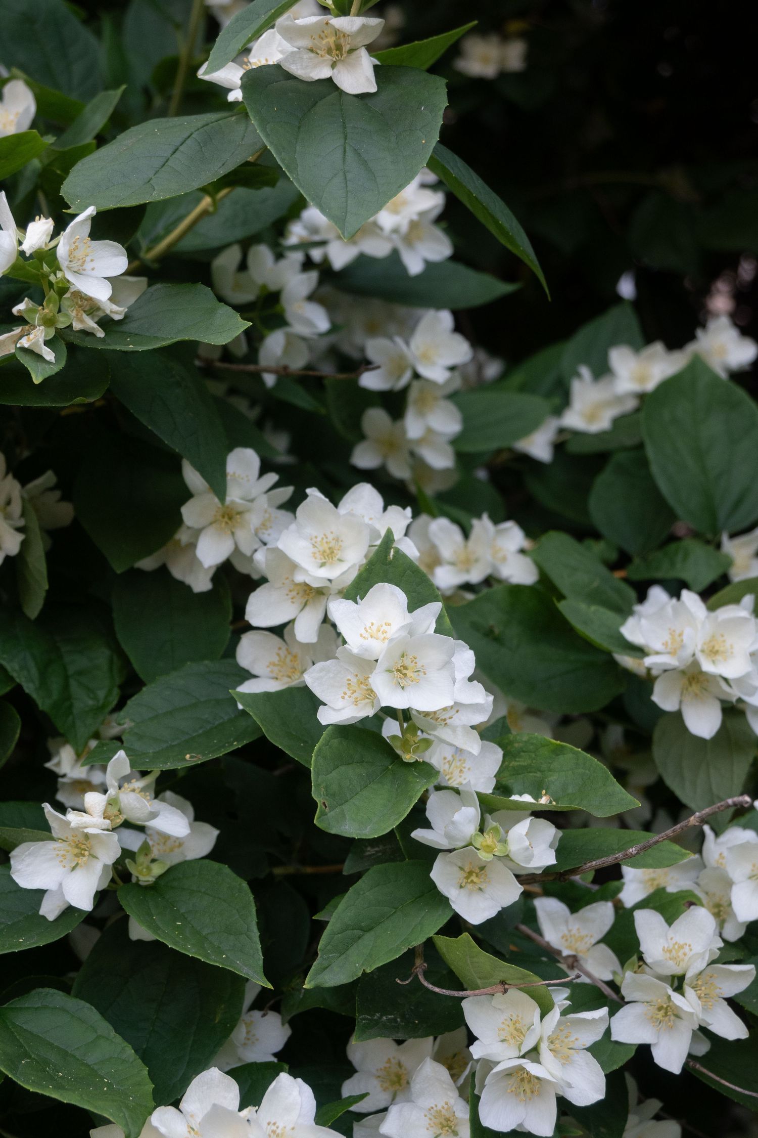 Clusters of white mock orange blossoms with yellow centers bloom among dark green leaves on a lush shrub.