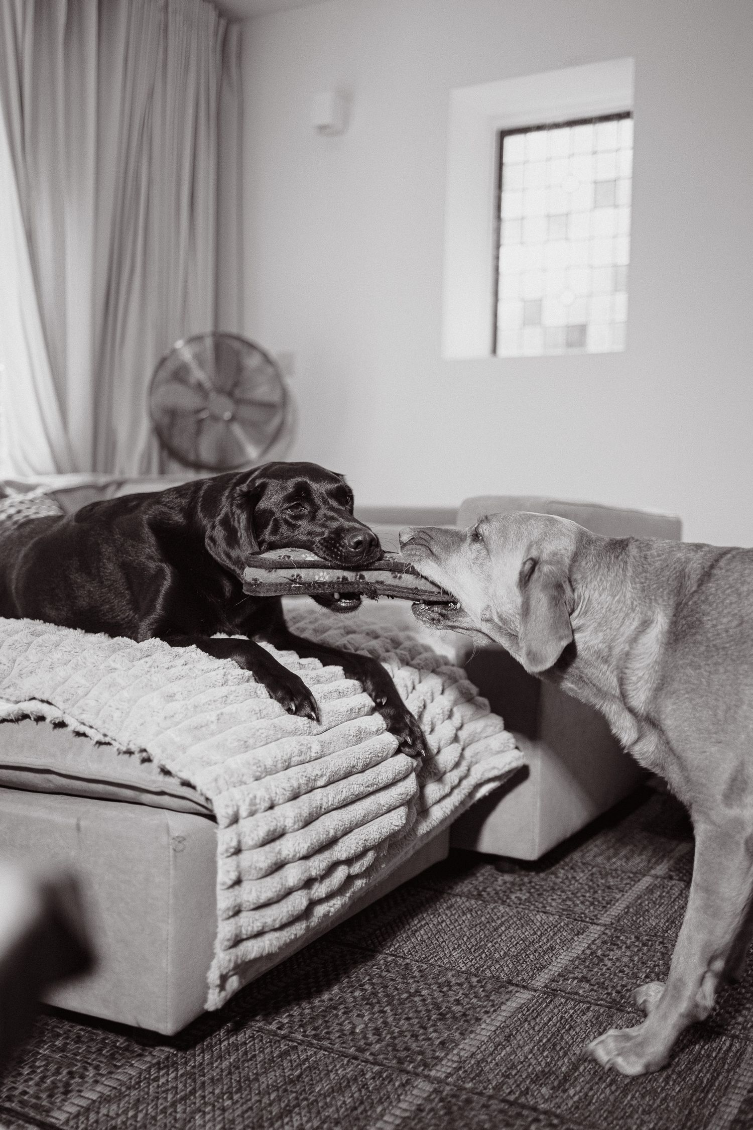Two Labradors playing tug