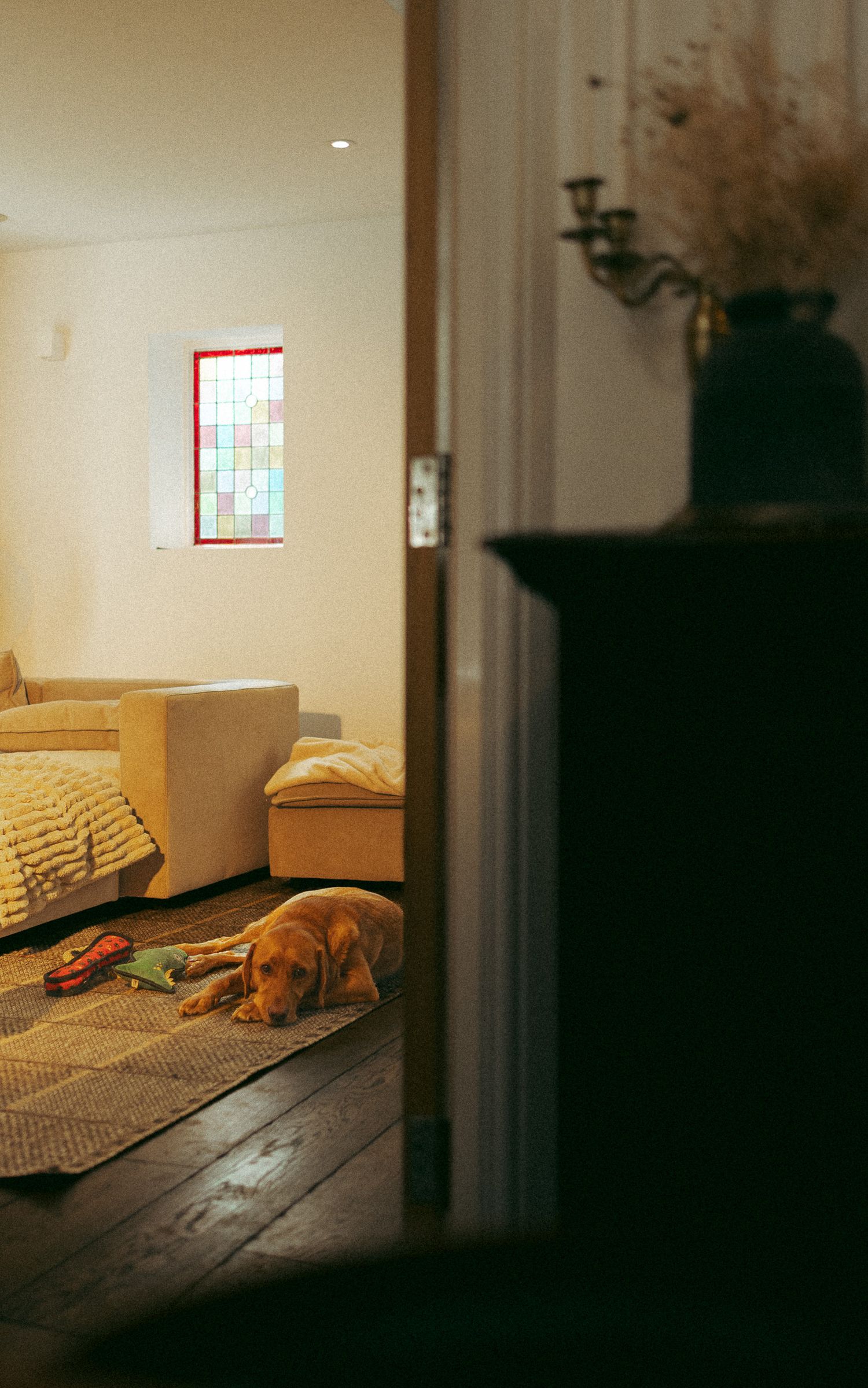 Labrador relaxing on floor