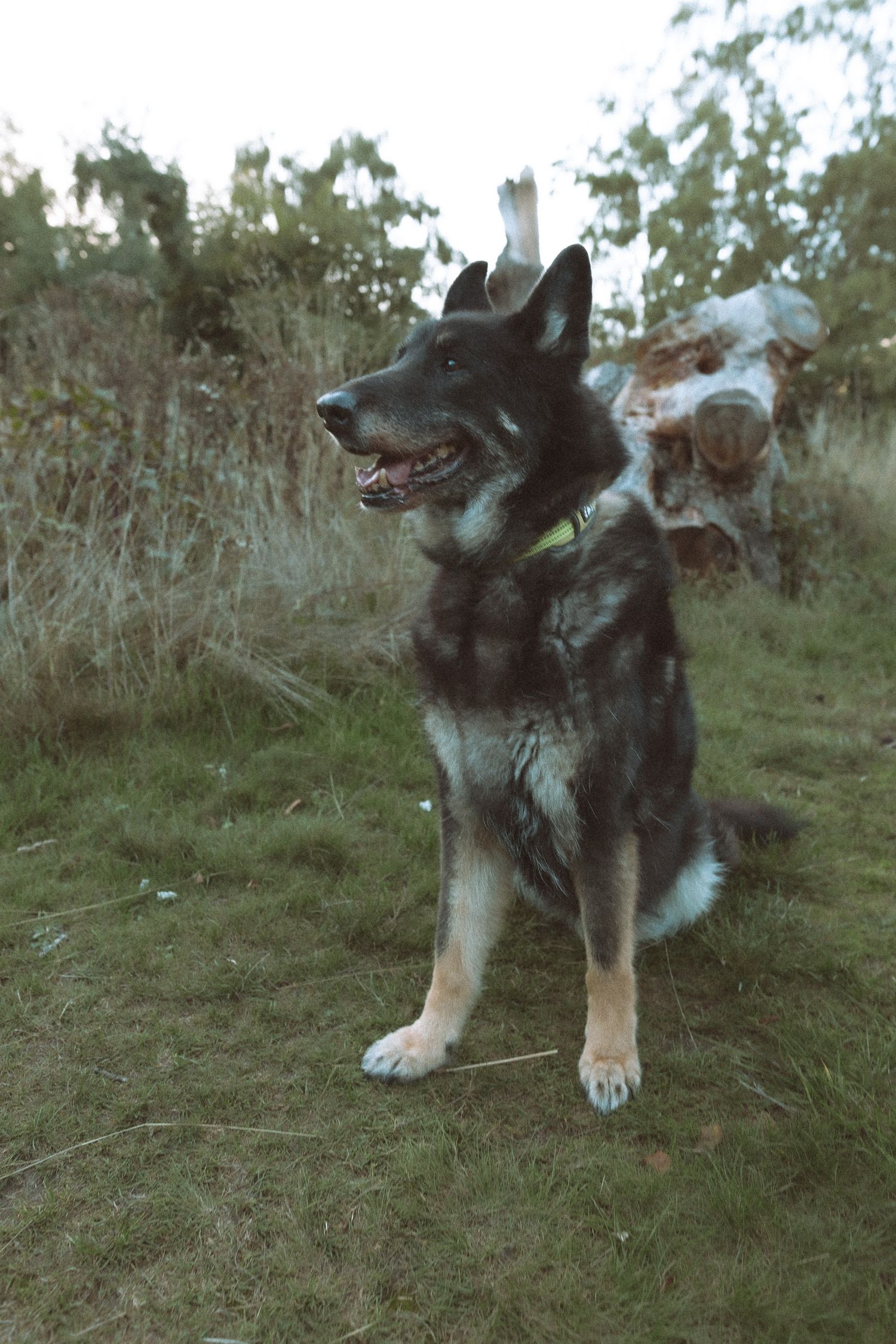 German Shepherd looking into distance