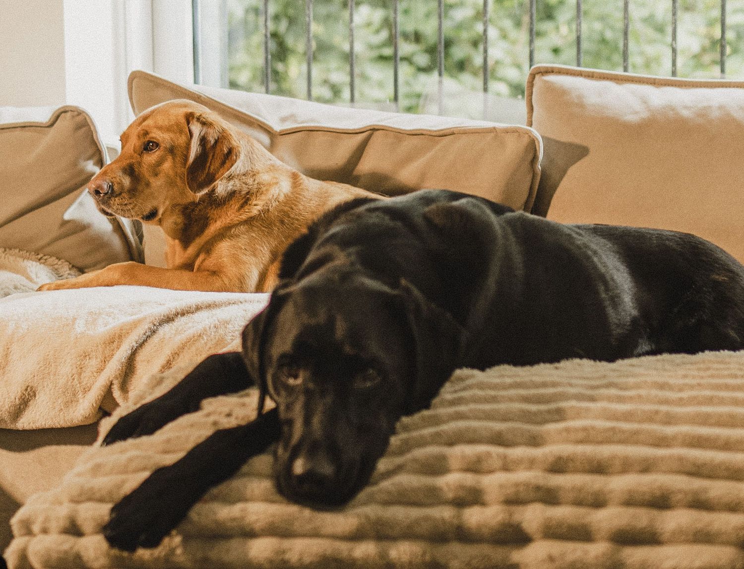Two Labradors resting on sofa