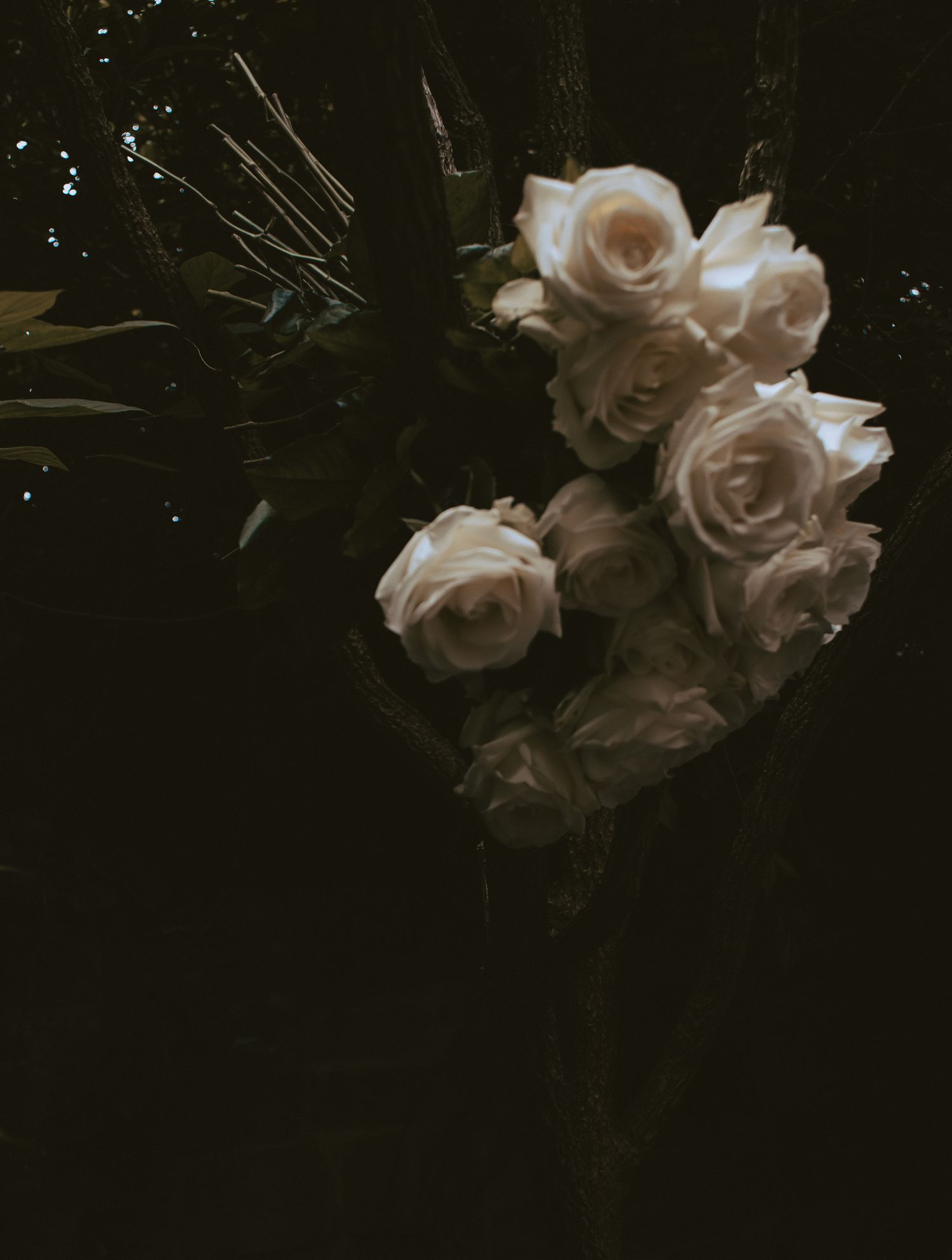 Pale flowers photographed against a dark background