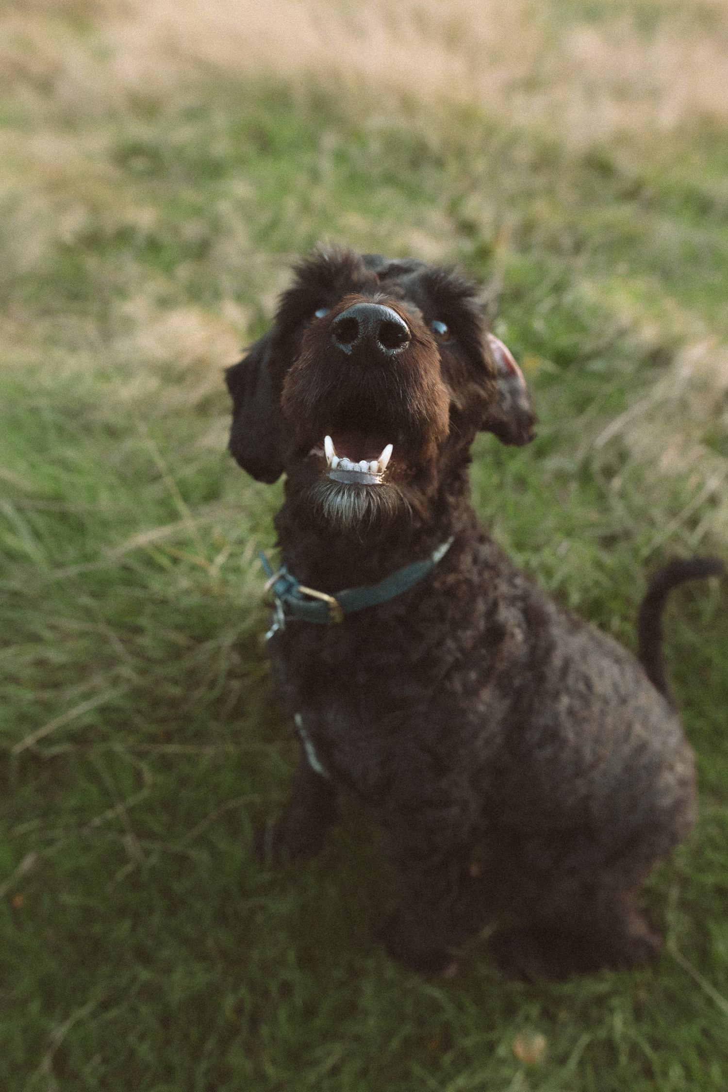 Cockerpoo smiling at camera