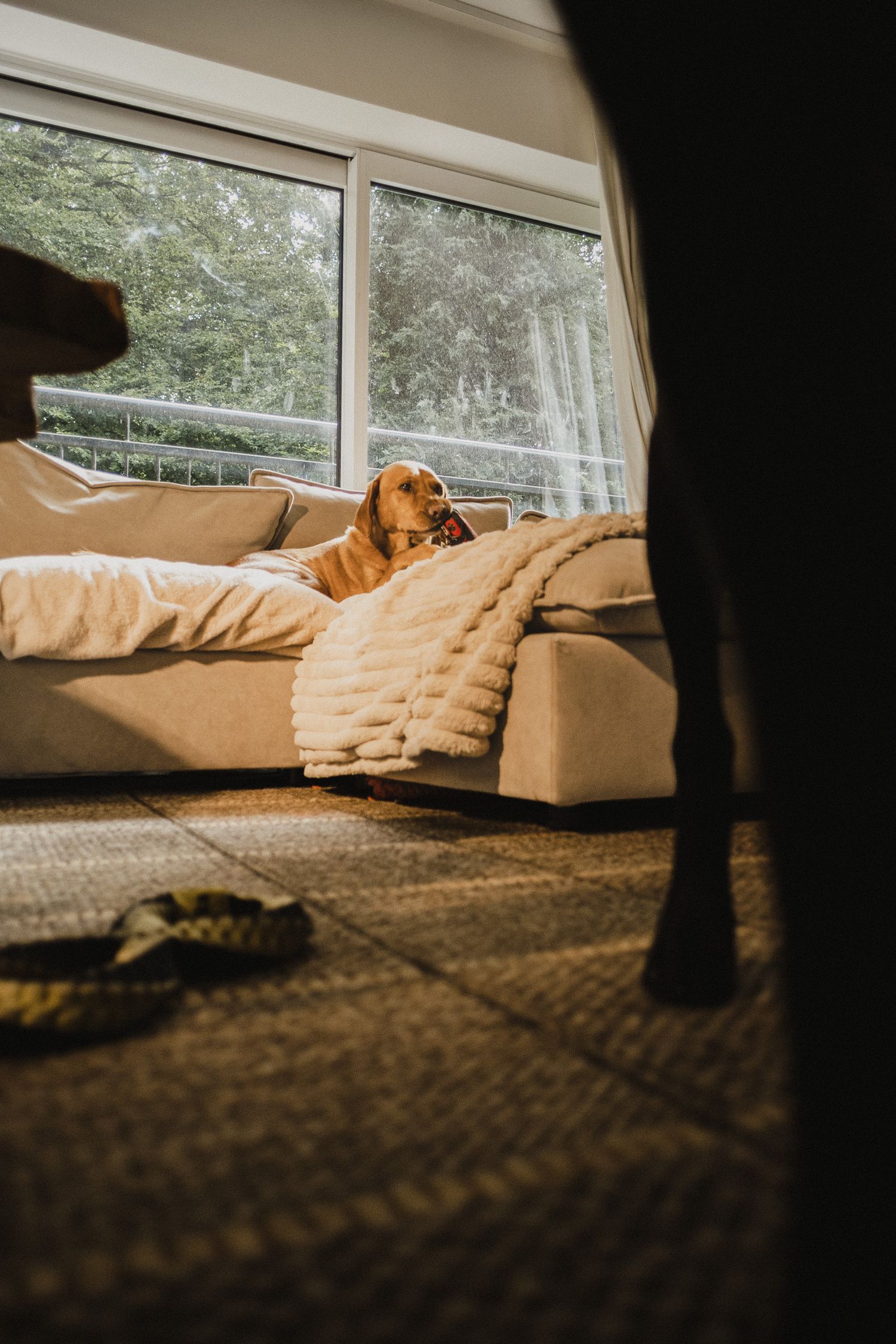 Labrador on sofa