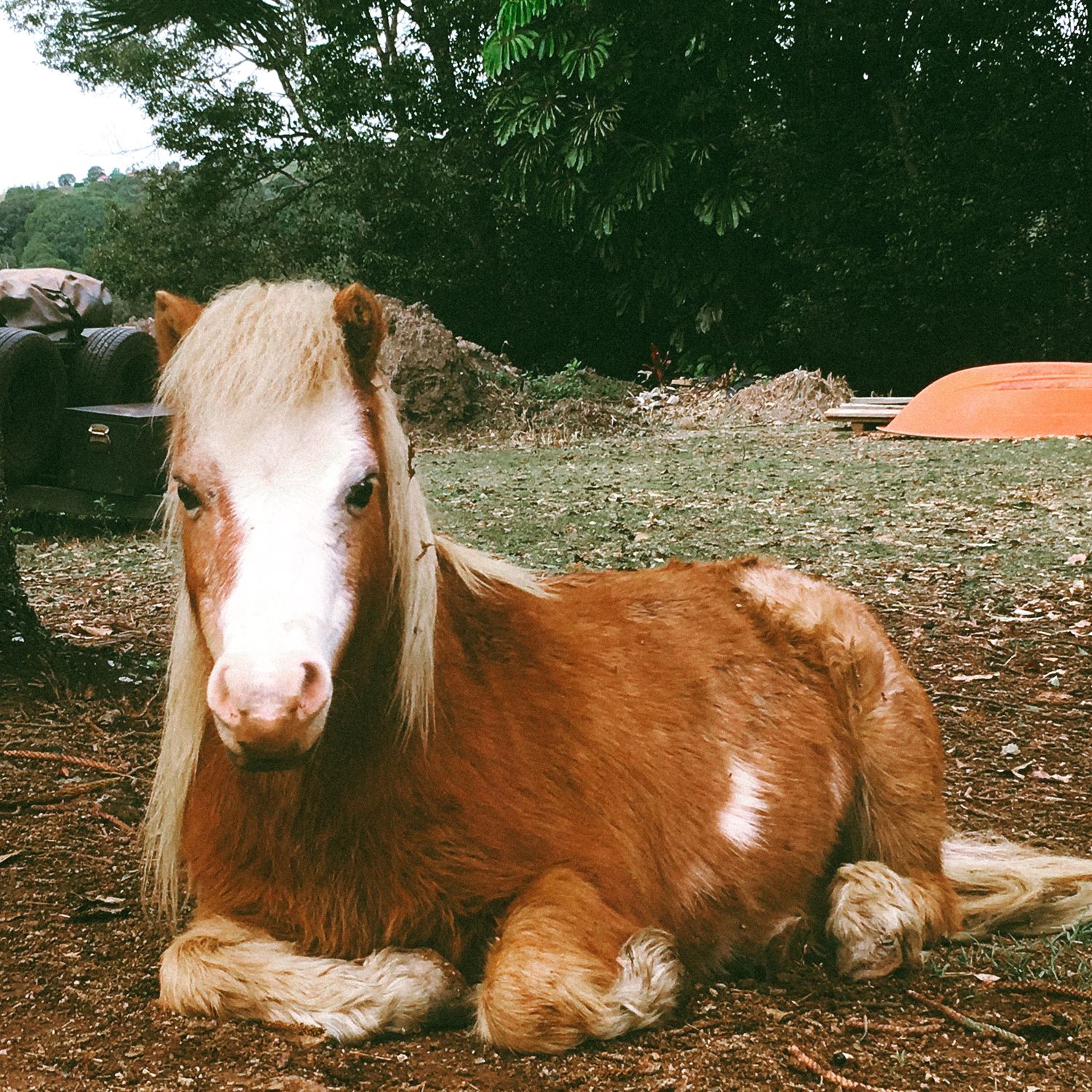 A chestnut pony with a blonde mane resting on the ground in a rural farm setting surrounded by trees.