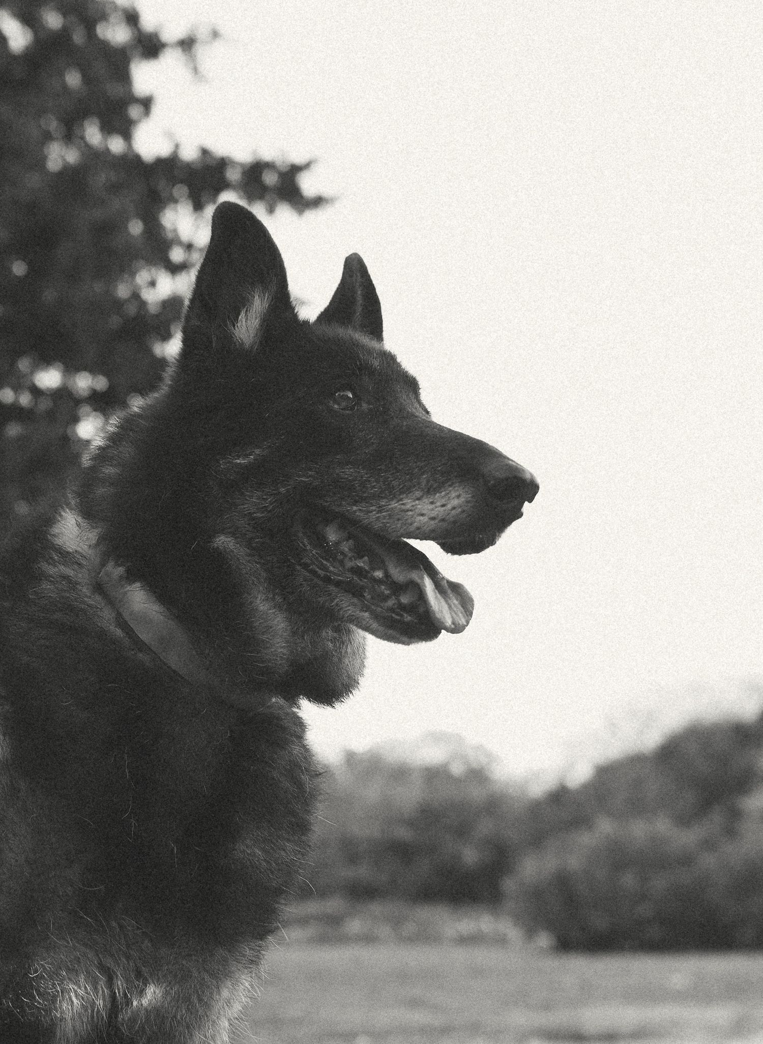 Black and white profile portrait of a German Shepherd dog with mouth open, set against a blurred outdoor background.