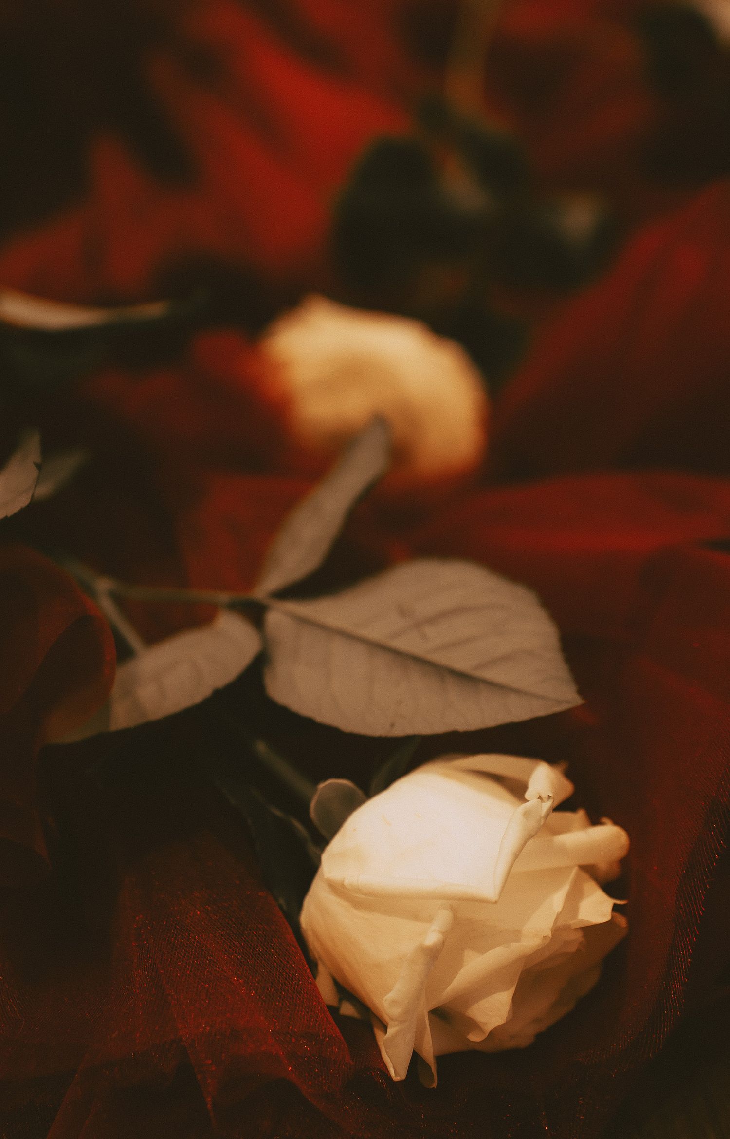 Close up of fallen white roses