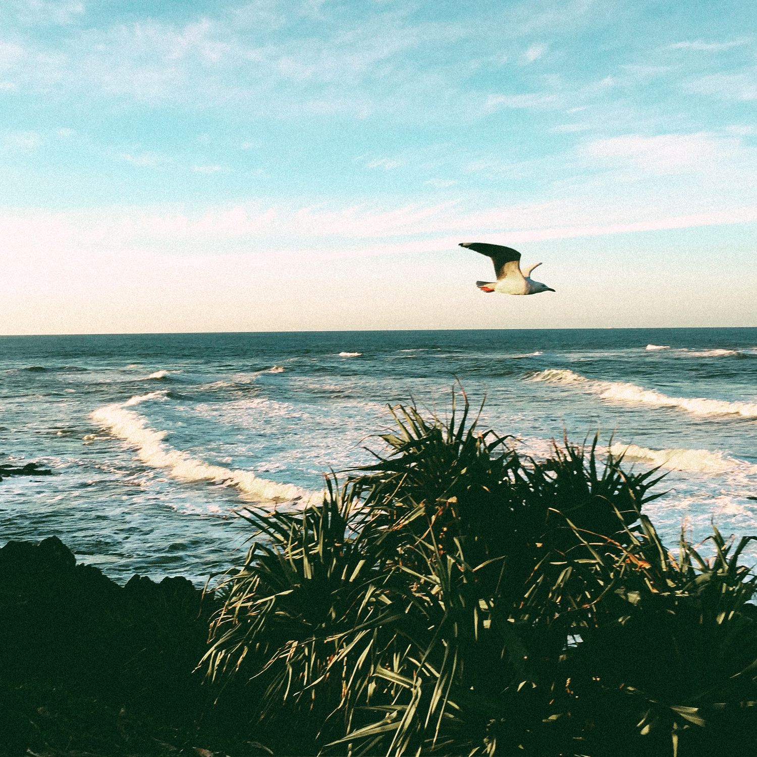 A seagull soars over crashing ocean waves near a tropical shoreline with palm plants under a partly cloudy sky.