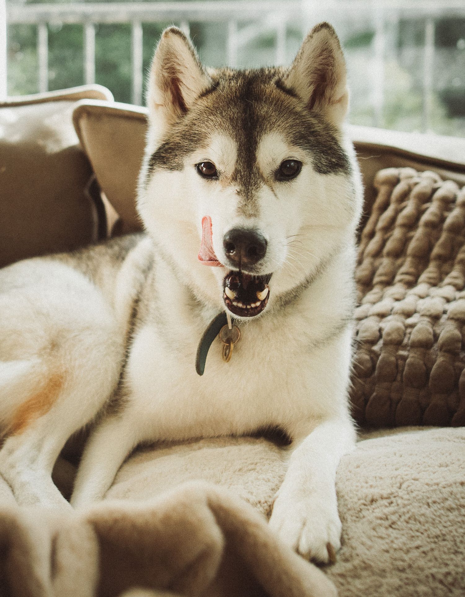 A fluffy Siberian Husky with a green collar lounges on a cozy beige sofa, tongue slightly out.