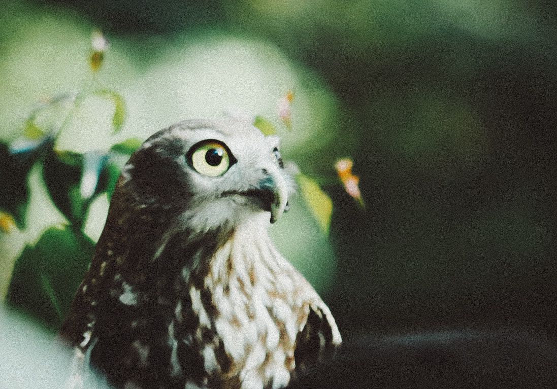 Close-up portrait of a sharp-eyed hawk with speckled brown and white plumage against a blurred green foliage background.