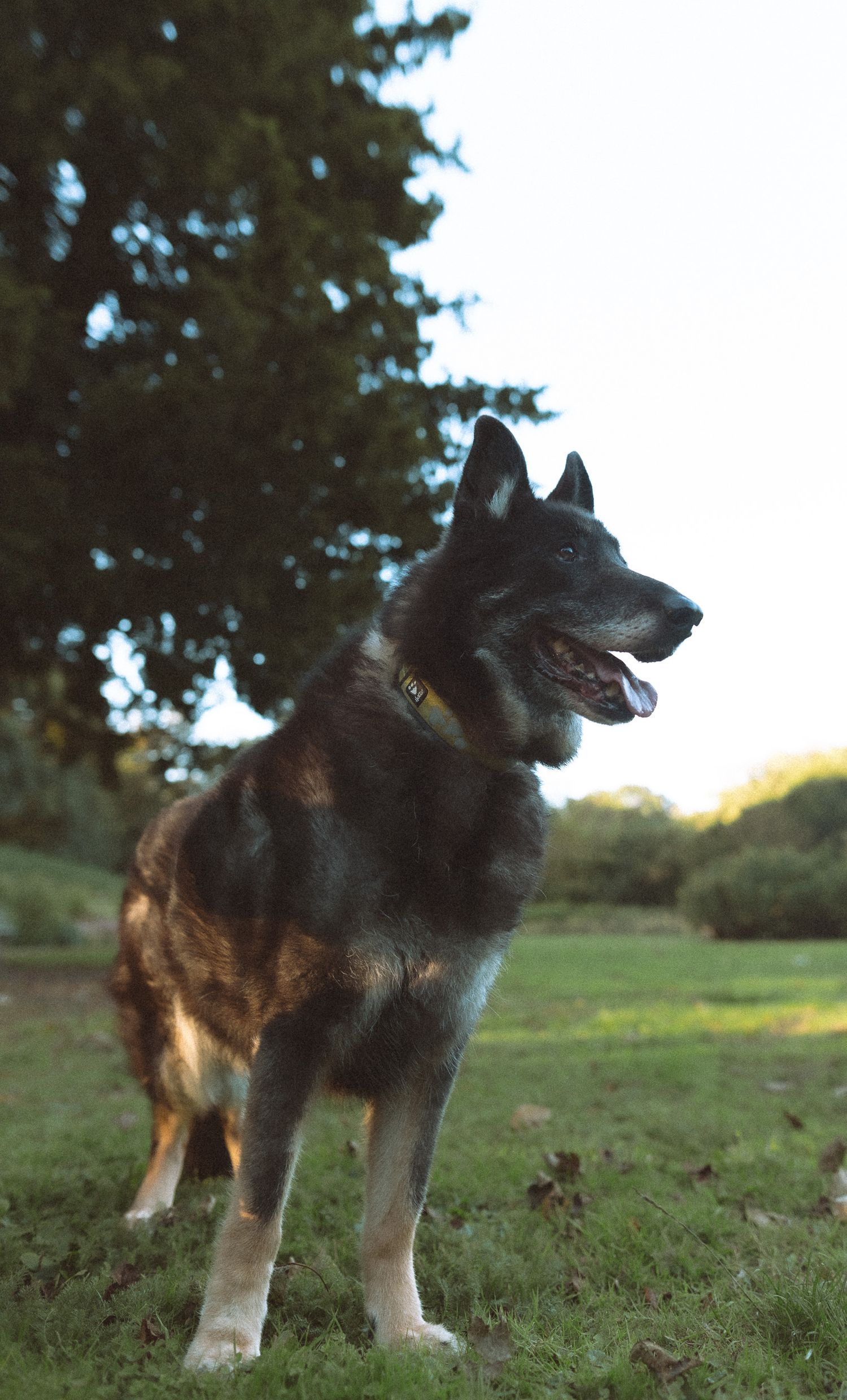 German Shepherd smiling towards distance