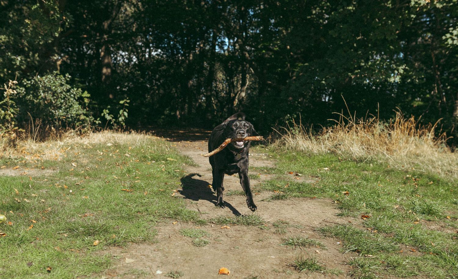 Labrador running with stick