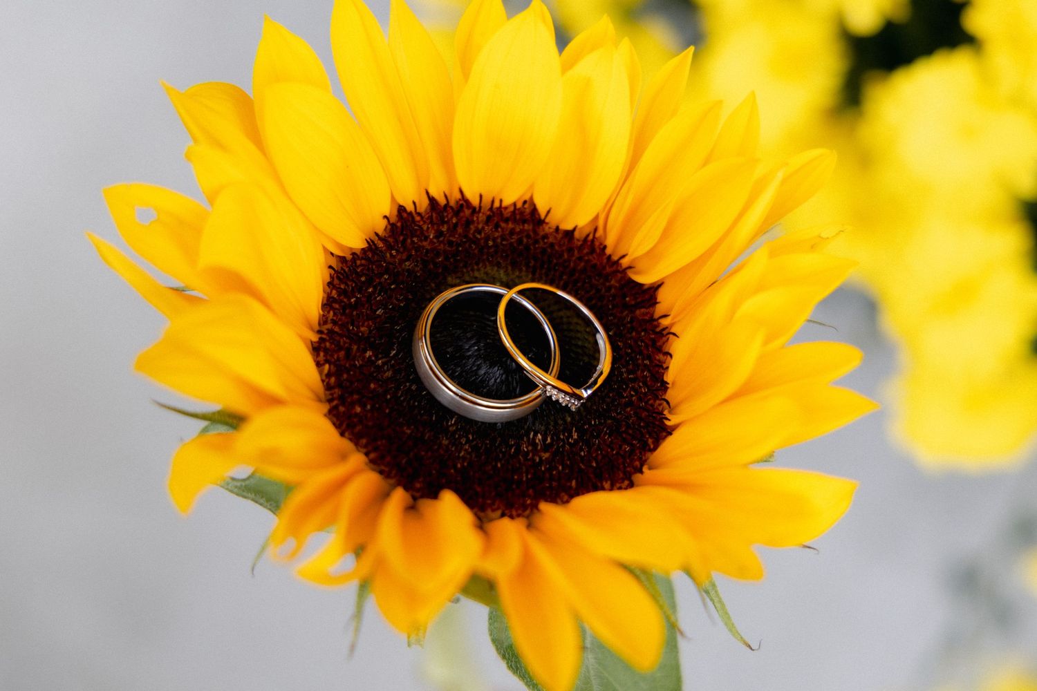 Two gold wedding rings rest inside a vibrant yellow sunflower centerpiece for a wedding ceremony.