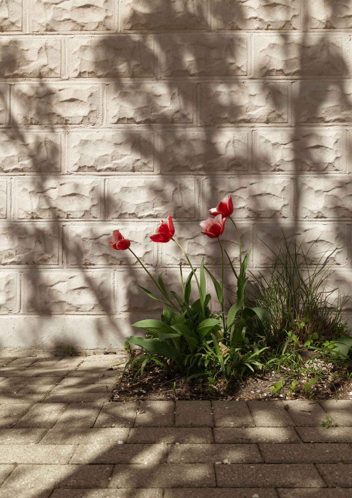 Red tulips blooming in a small garden bed against a textured stone wall with shadow patterns.