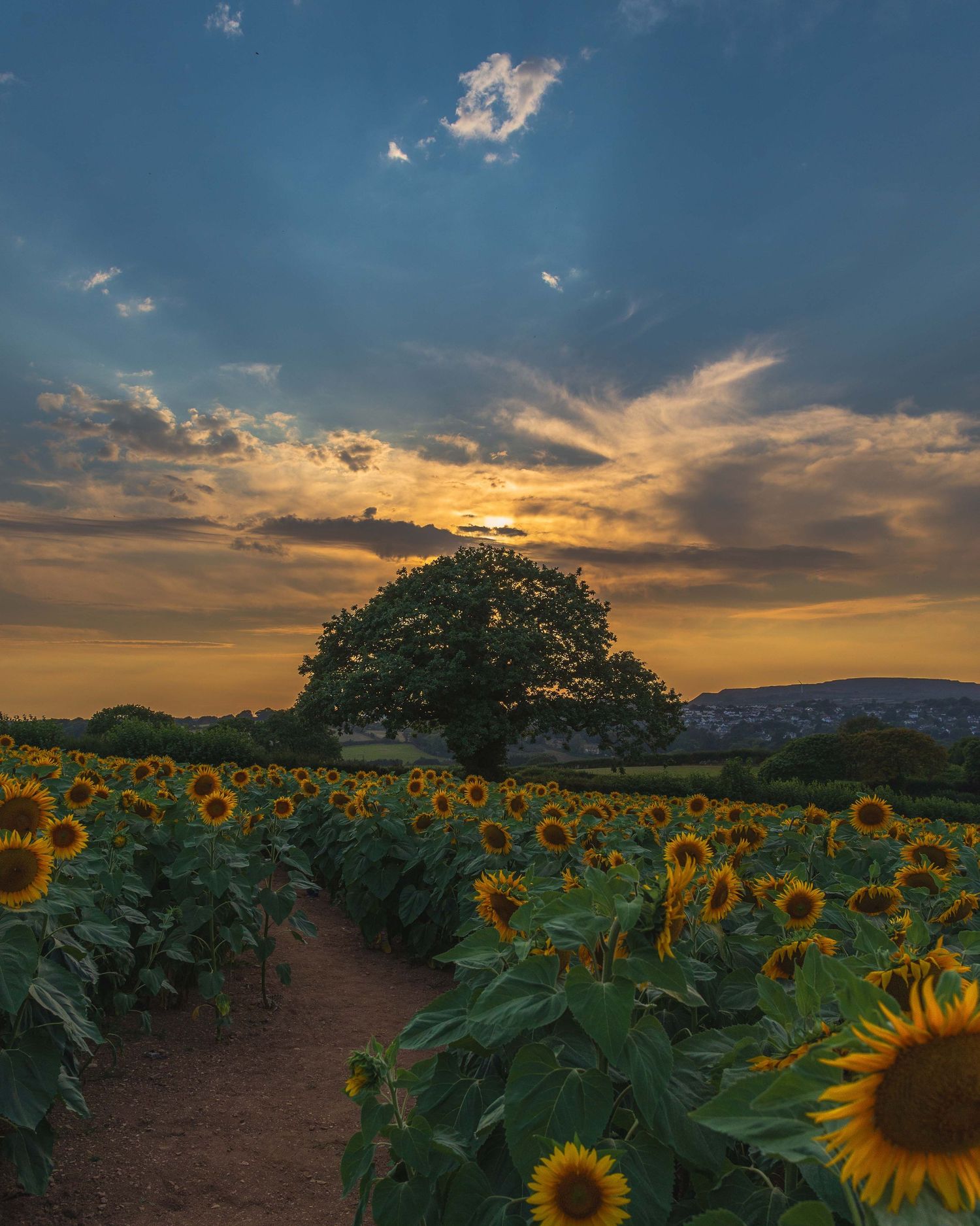 sunflower field cornwall
