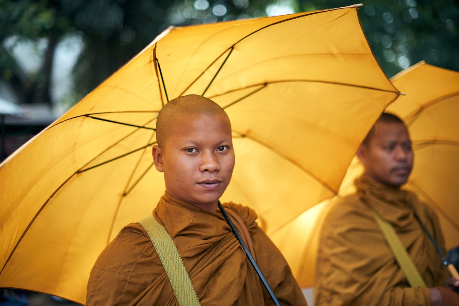 Two Buddhist monks in saffron robes holding yellow umbrellas outdoors.
Lotus Land.Photo