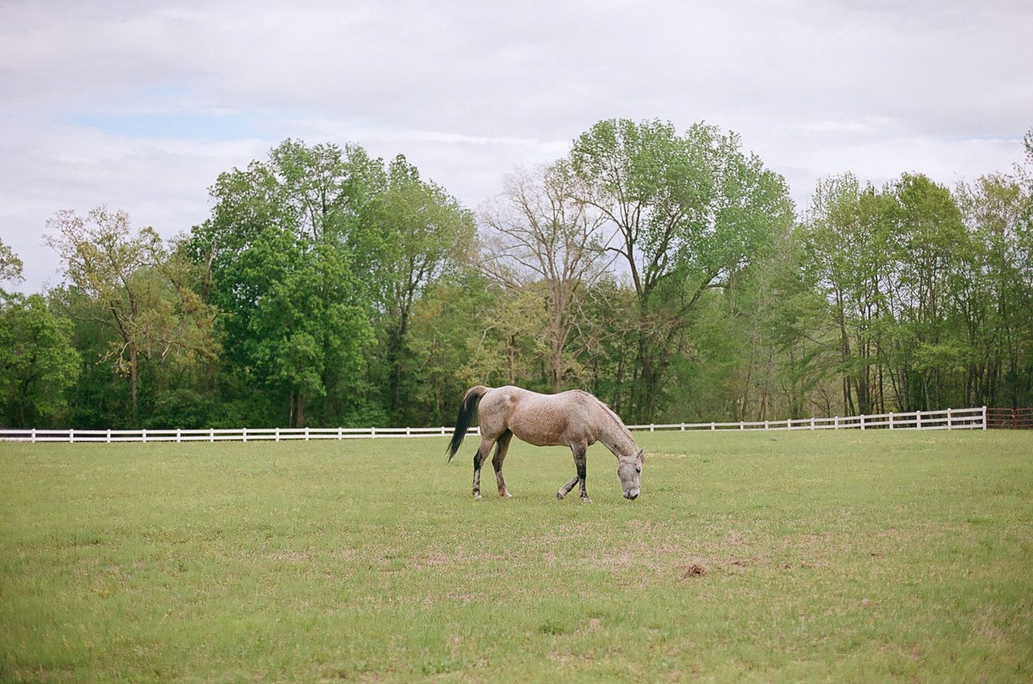 A lone gray horse grazes peacefully in a fenced pasture surrounded by green trees.