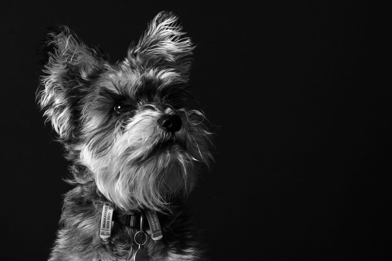 Claire House Photography studio photograph of a miniature schnauzer dog.