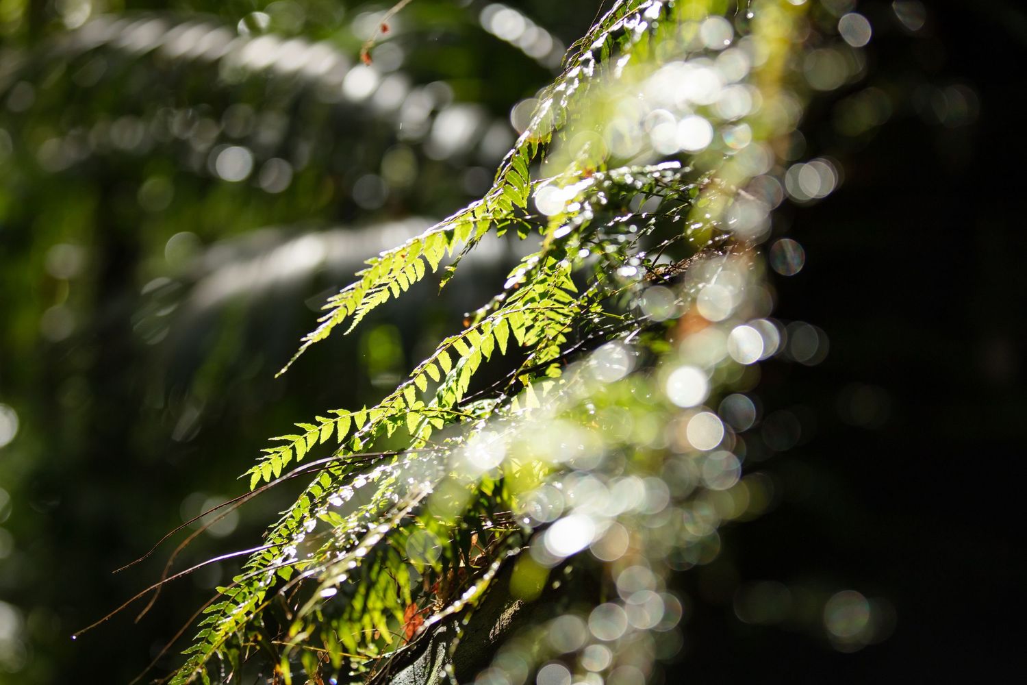 Claire House Photography photograph of ferns in the light.
