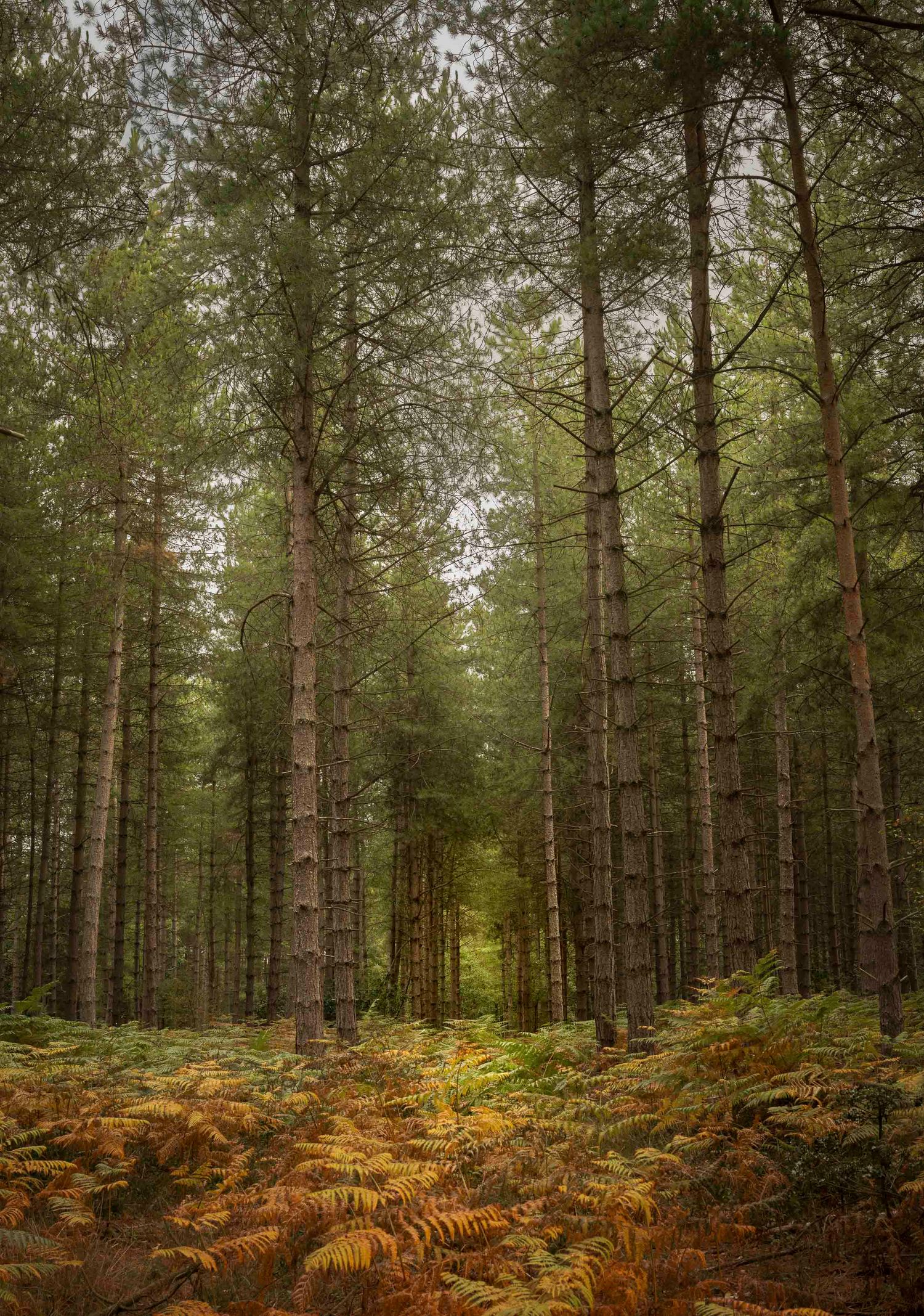 Image of a forest in autumn