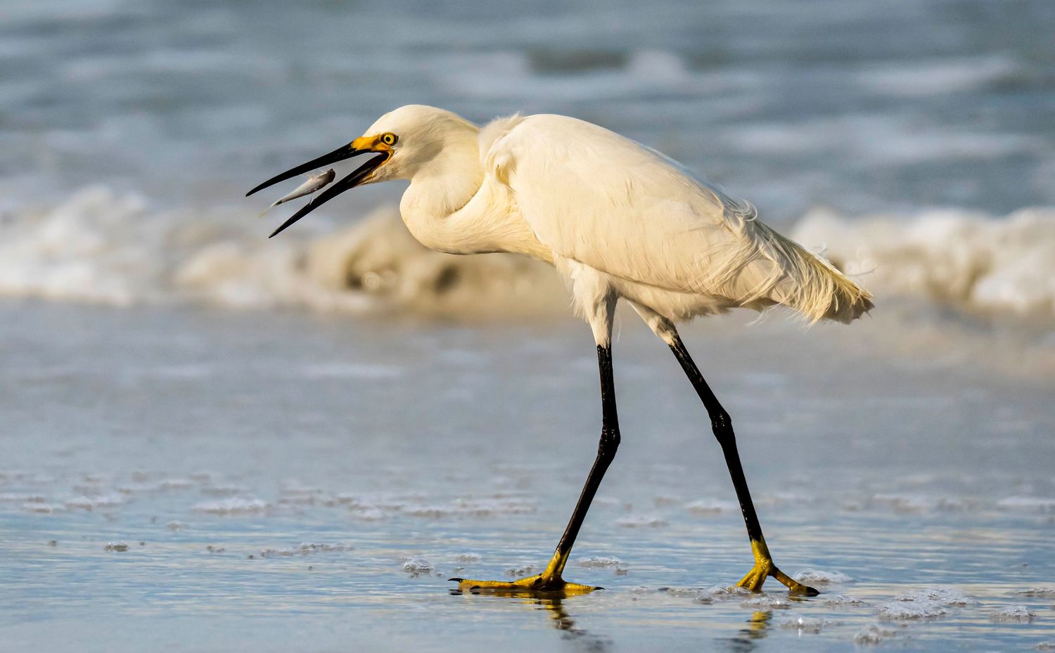 Image of snowy egret in beach with fish in its mouth