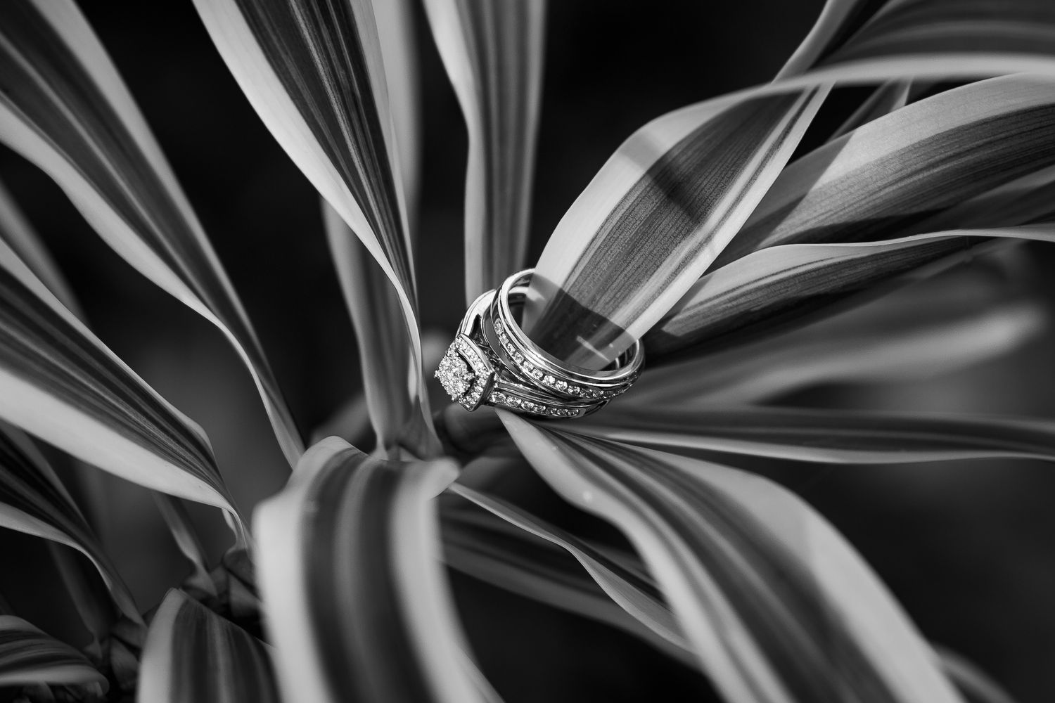 Black and white close-up of diamond wedding rings resting on tropical plant leaves.