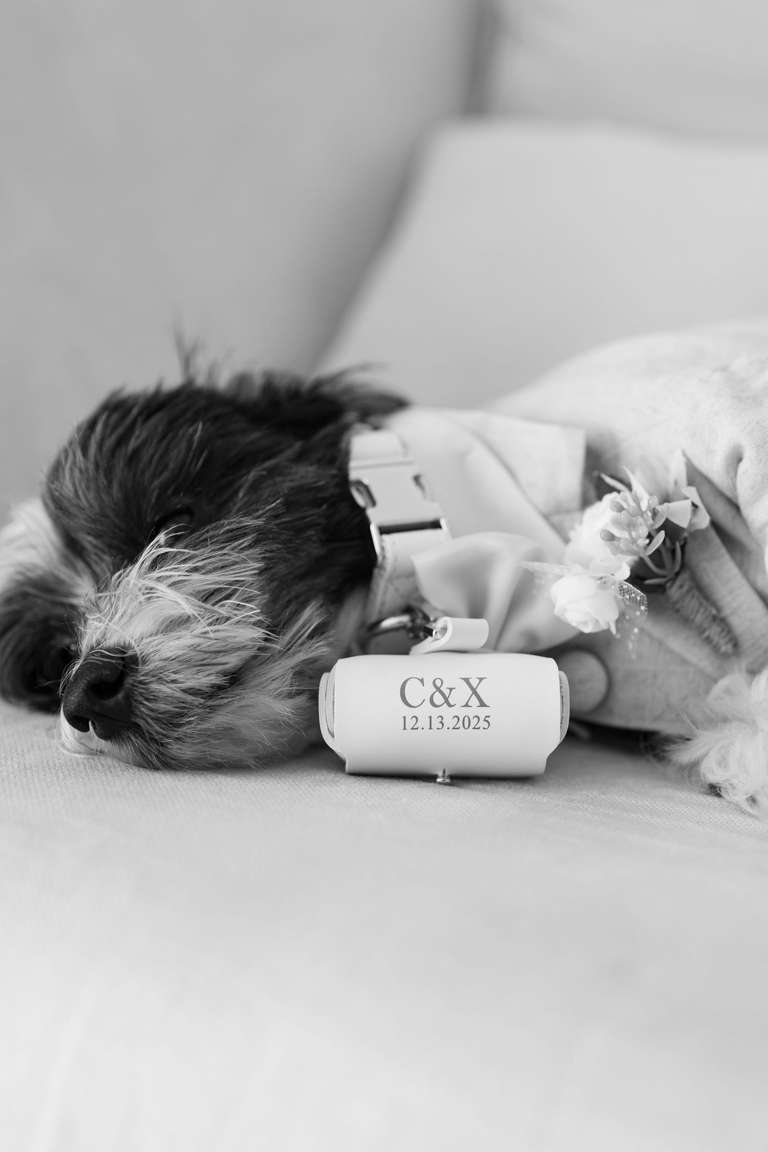 Adorable small dog wearing a floral collar lying down with a personalized ring bearer box monogrammed C&X 12.13.2025.