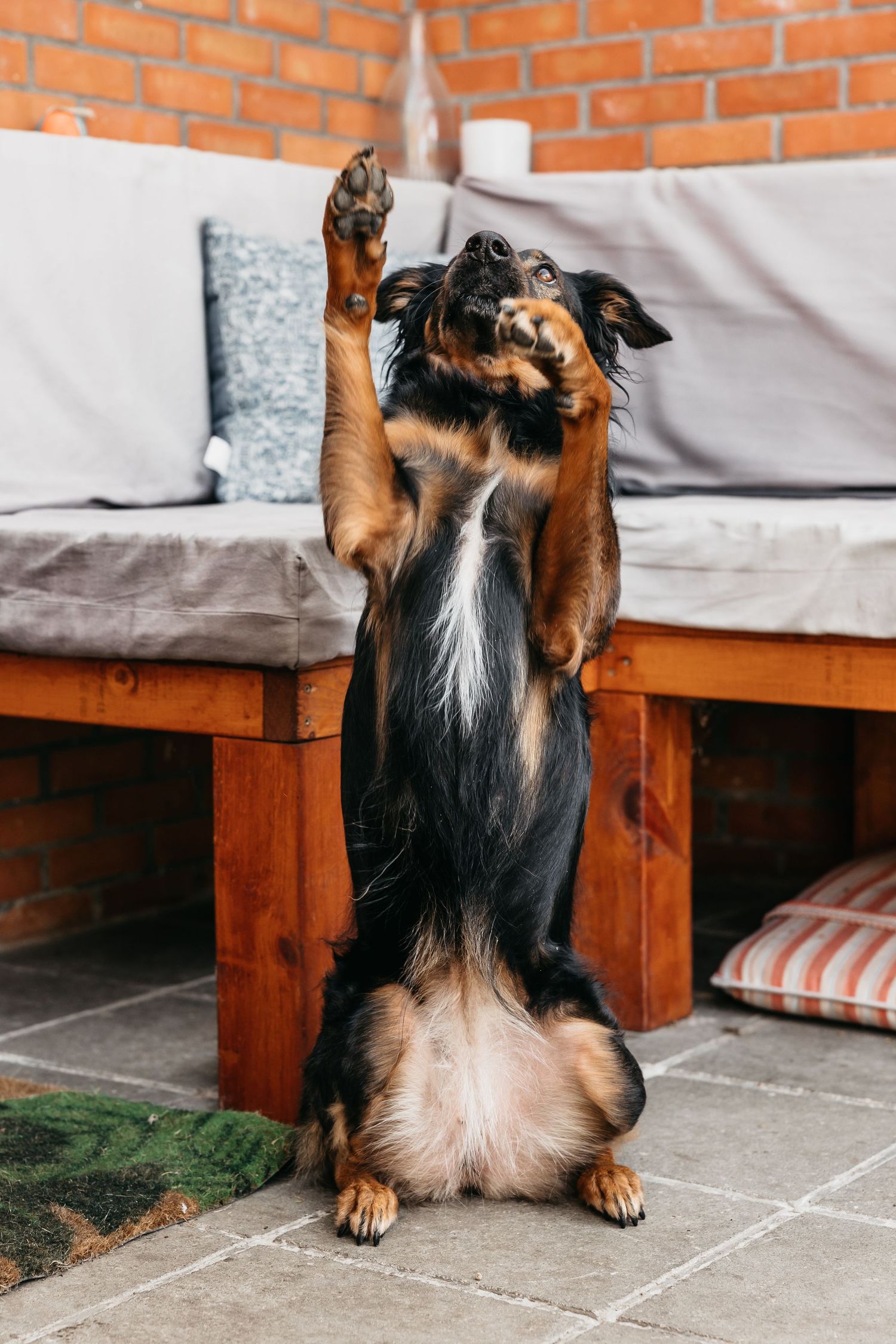 Black and tan dog standing upright on hind legs with paws raised on an outdoor patio.