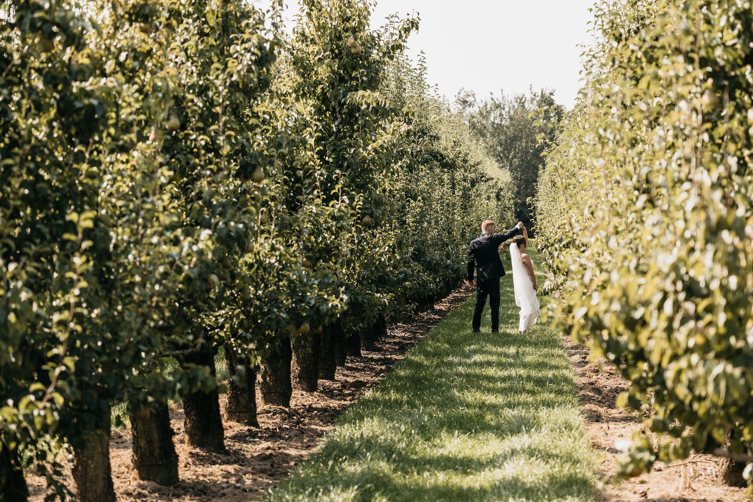 Bride and groom walk hand in hand through a lush green orchard on their wedding day.