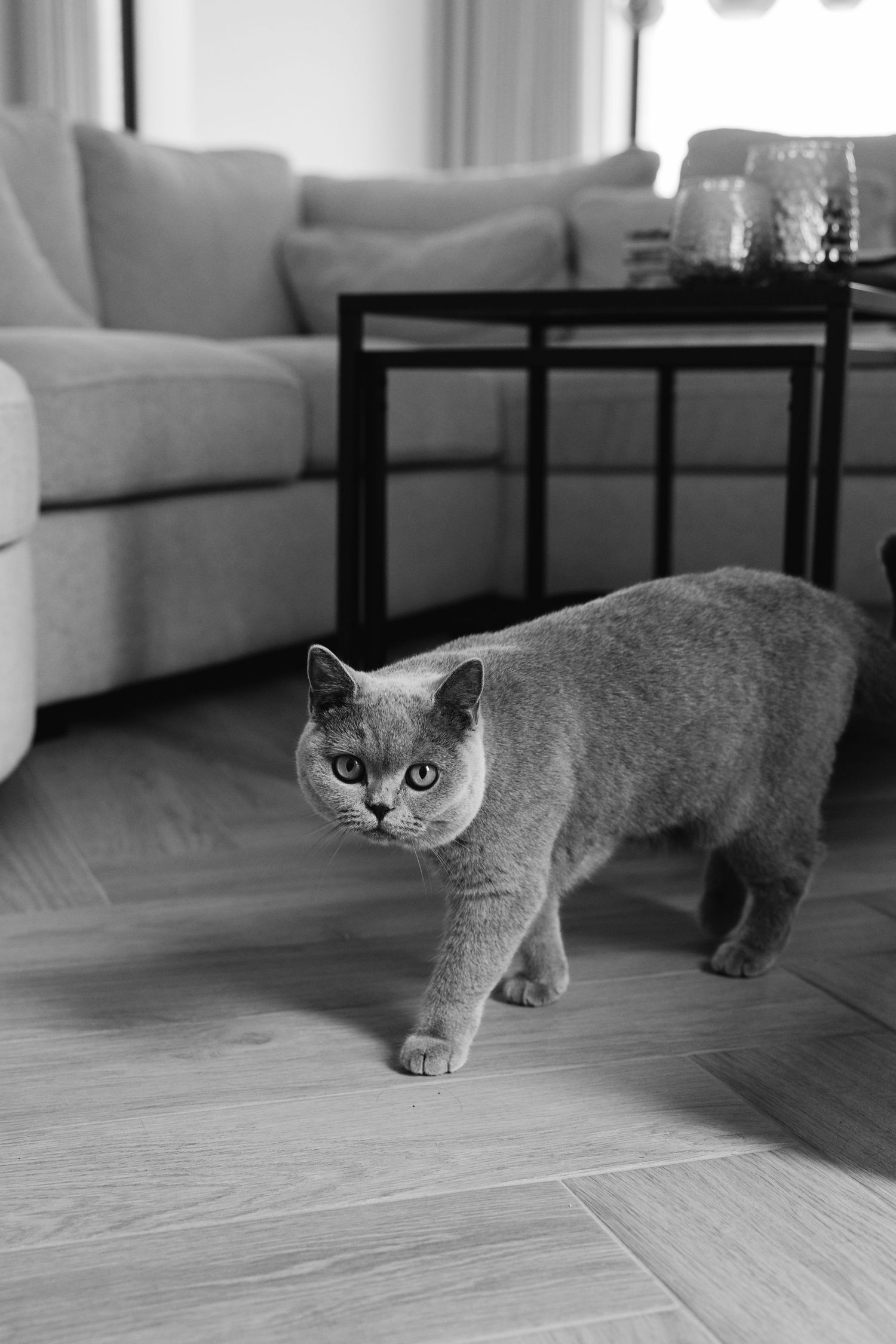 A gray British Shorthair cat walking on hardwood floor in a modern living room, black and white photo.