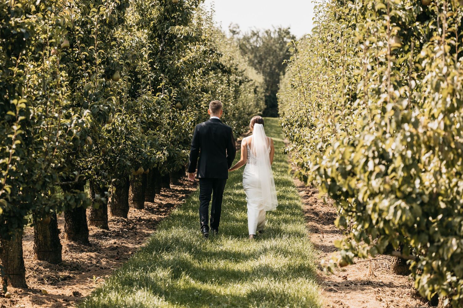 Bride and groom walk away together through a sunlit orchard lined with green trees on their wedding day.