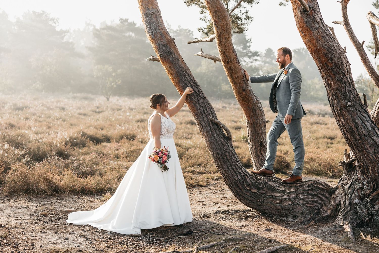 Bride reaching up to touch a twisted pine tree as groom stands elevated on its trunk in golden heathland.