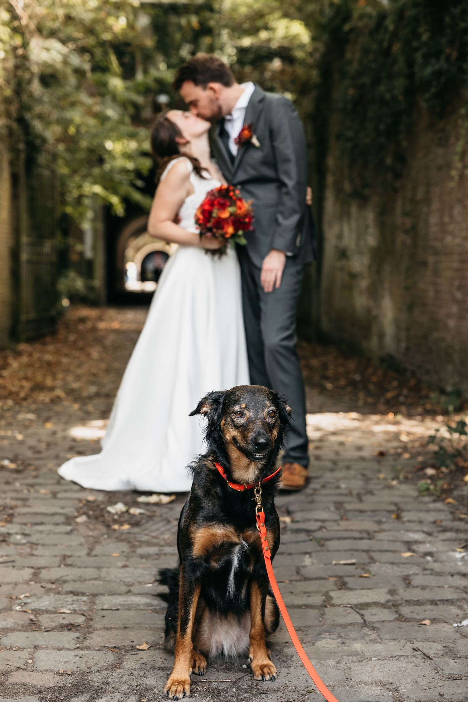 Dog on red leash poses in foreground as bride and groom kiss on a cobblestone path.