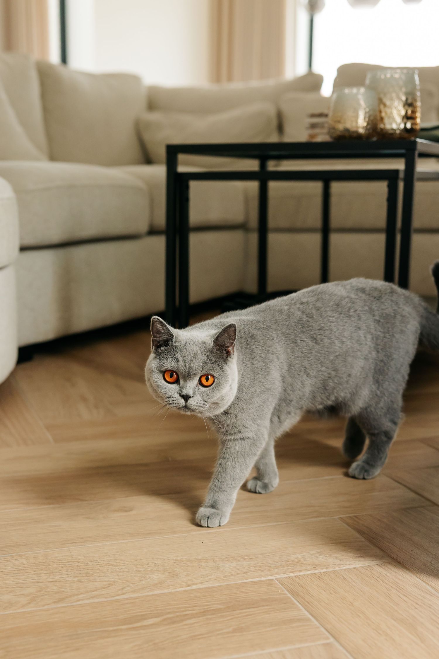 Gray British Shorthair cat with orange eyes walking across herringbone wood floor indoors.