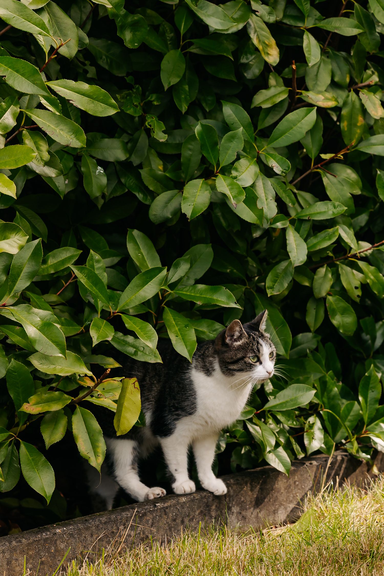 Gray and white cat standing in front of a dense green leafy hedge outdoors.