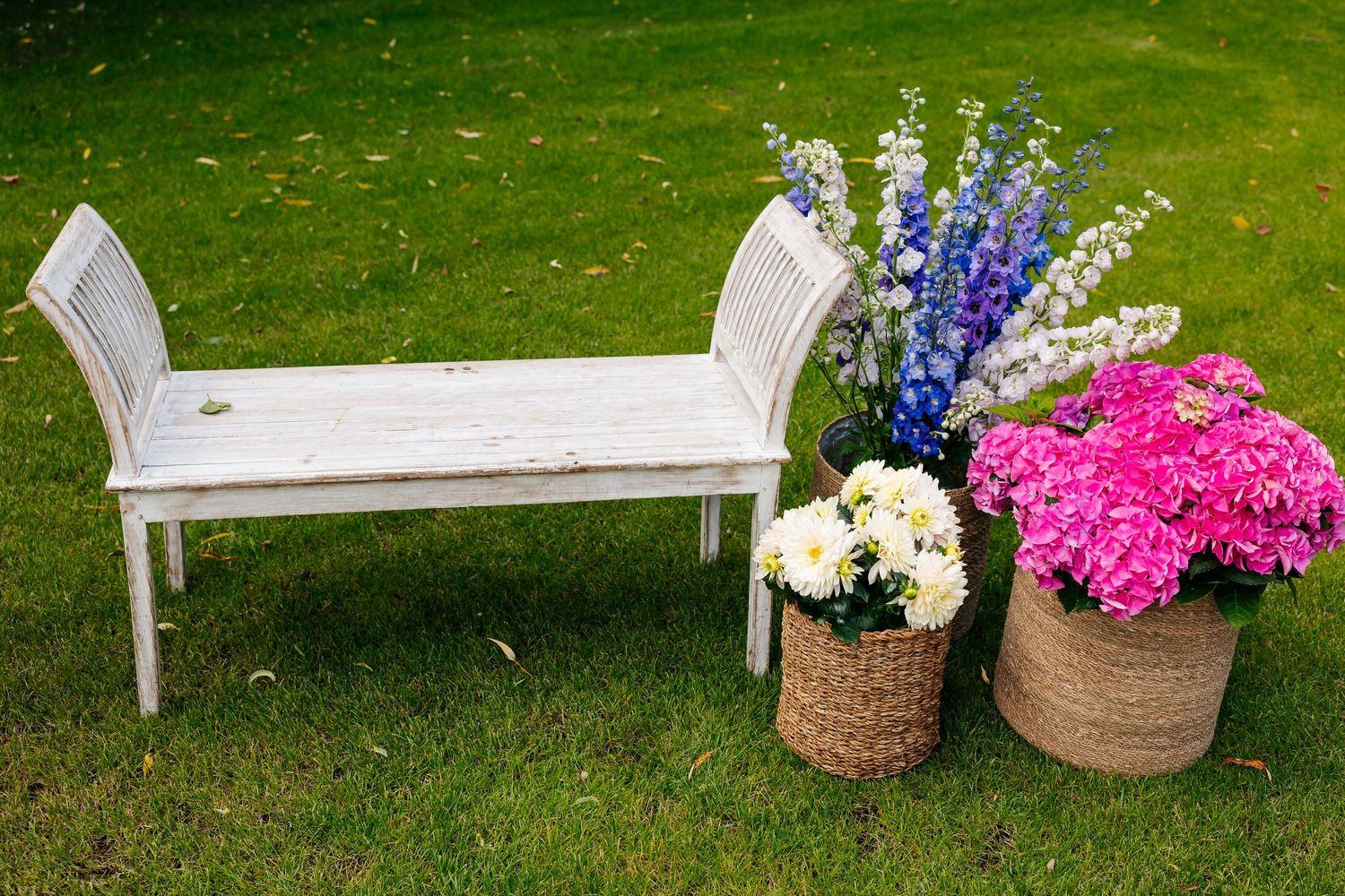 White garden bench beside colorful pink hydrangeas and blue delphiniums in wicker baskets on lawn.