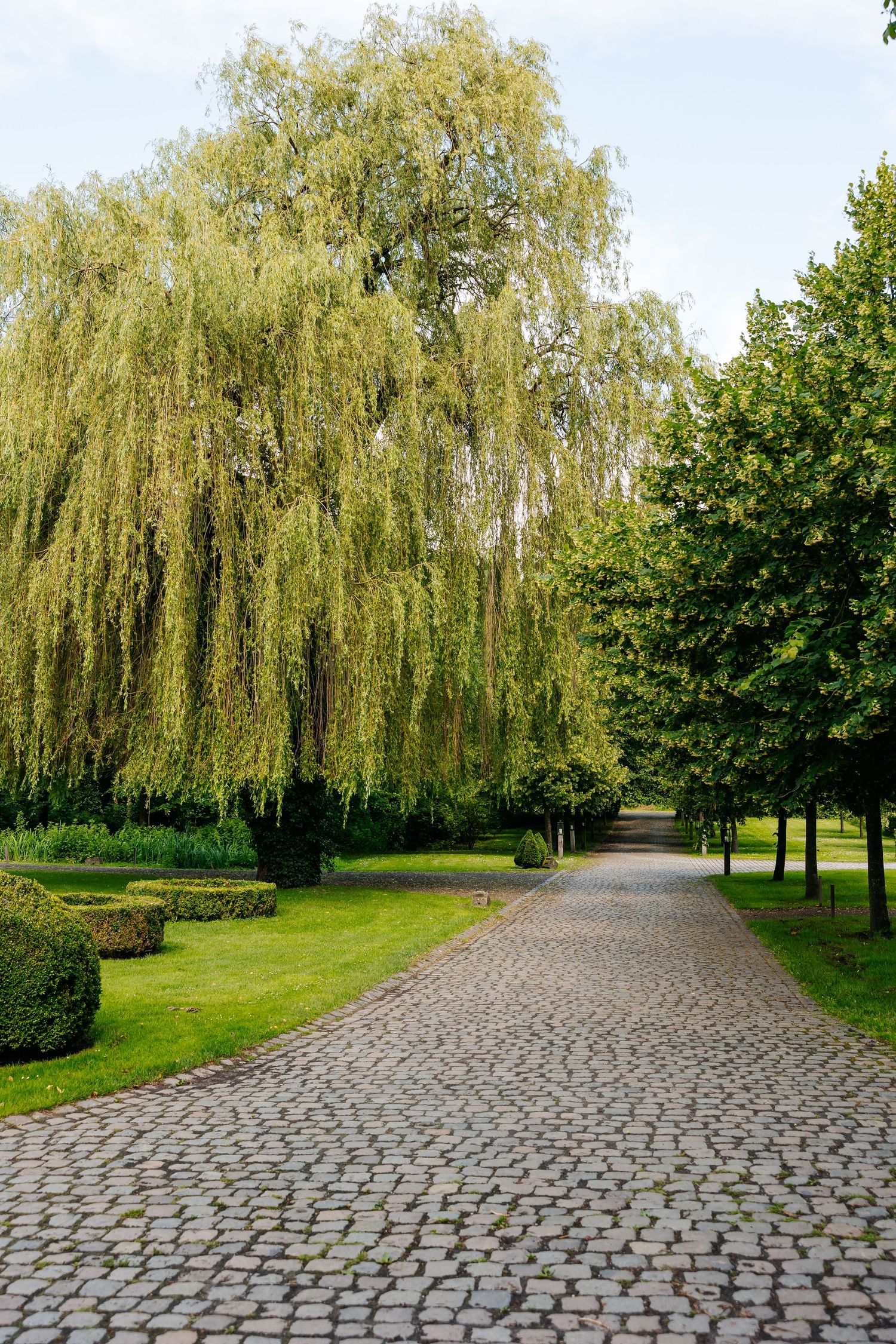 Scenic cobblestone pathway lined with weeping willow and green trees in a manicured garden.