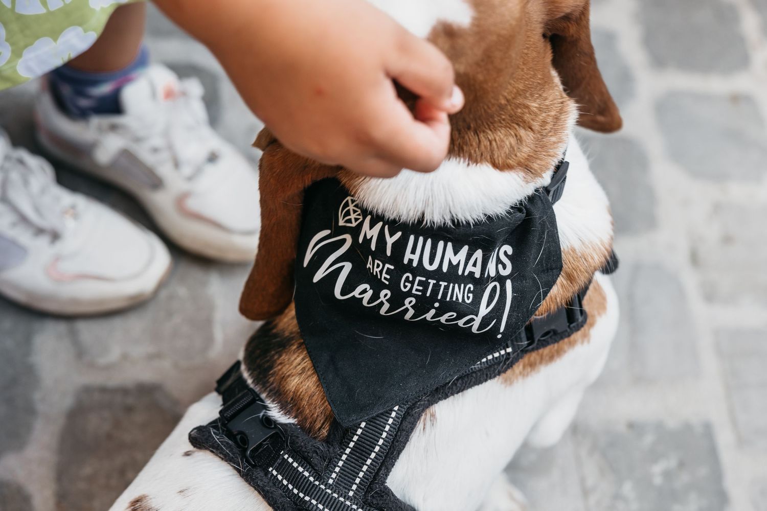Adorable wedding dog wearing black bandana saying My Humans Are Getting Married on cobblestone ground.