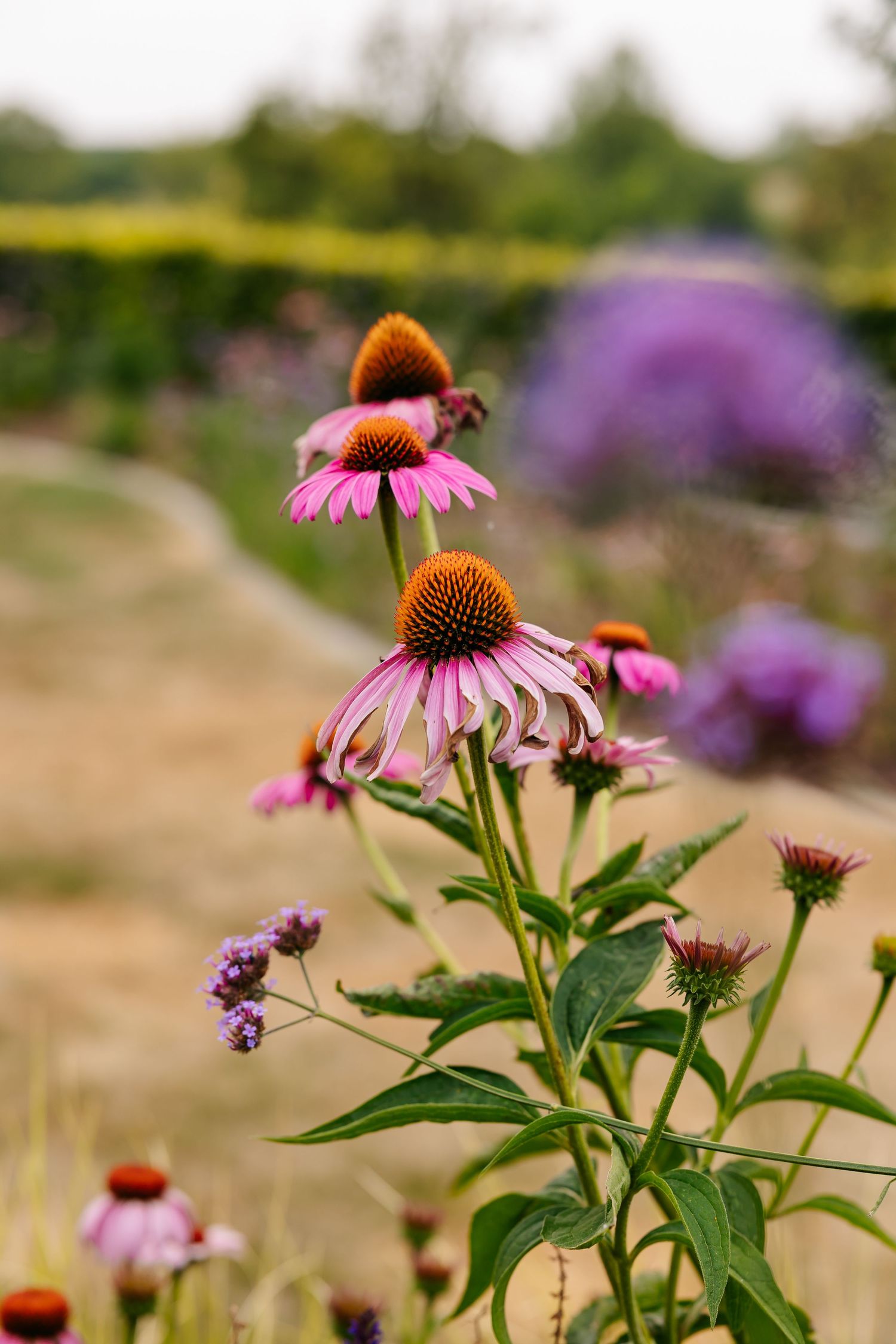 Purple echinacea coneflowers blooming in a lush garden with soft bokeh background.