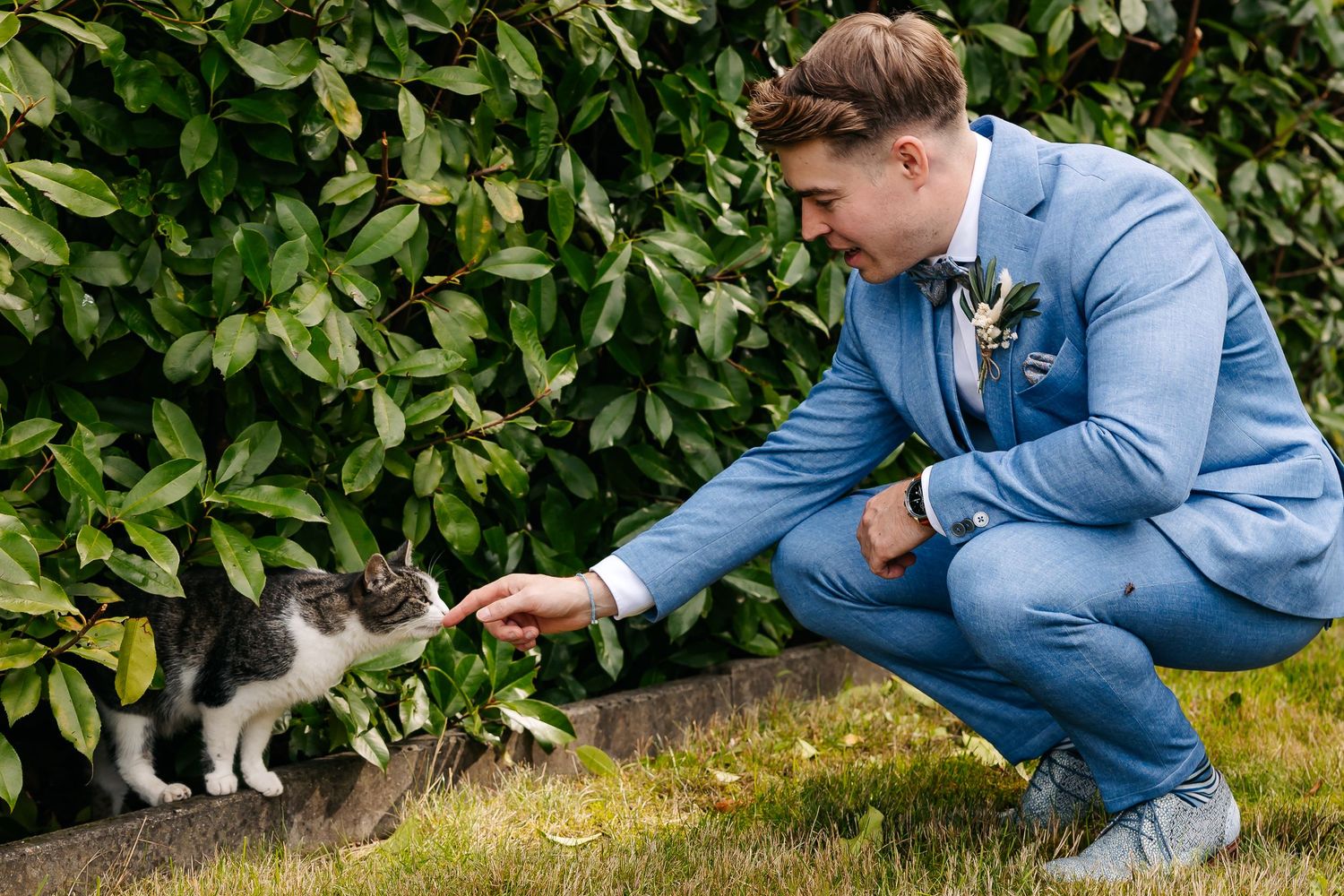 Groom in blue suit crouches to pet a gray and white cat near a lush green hedge.