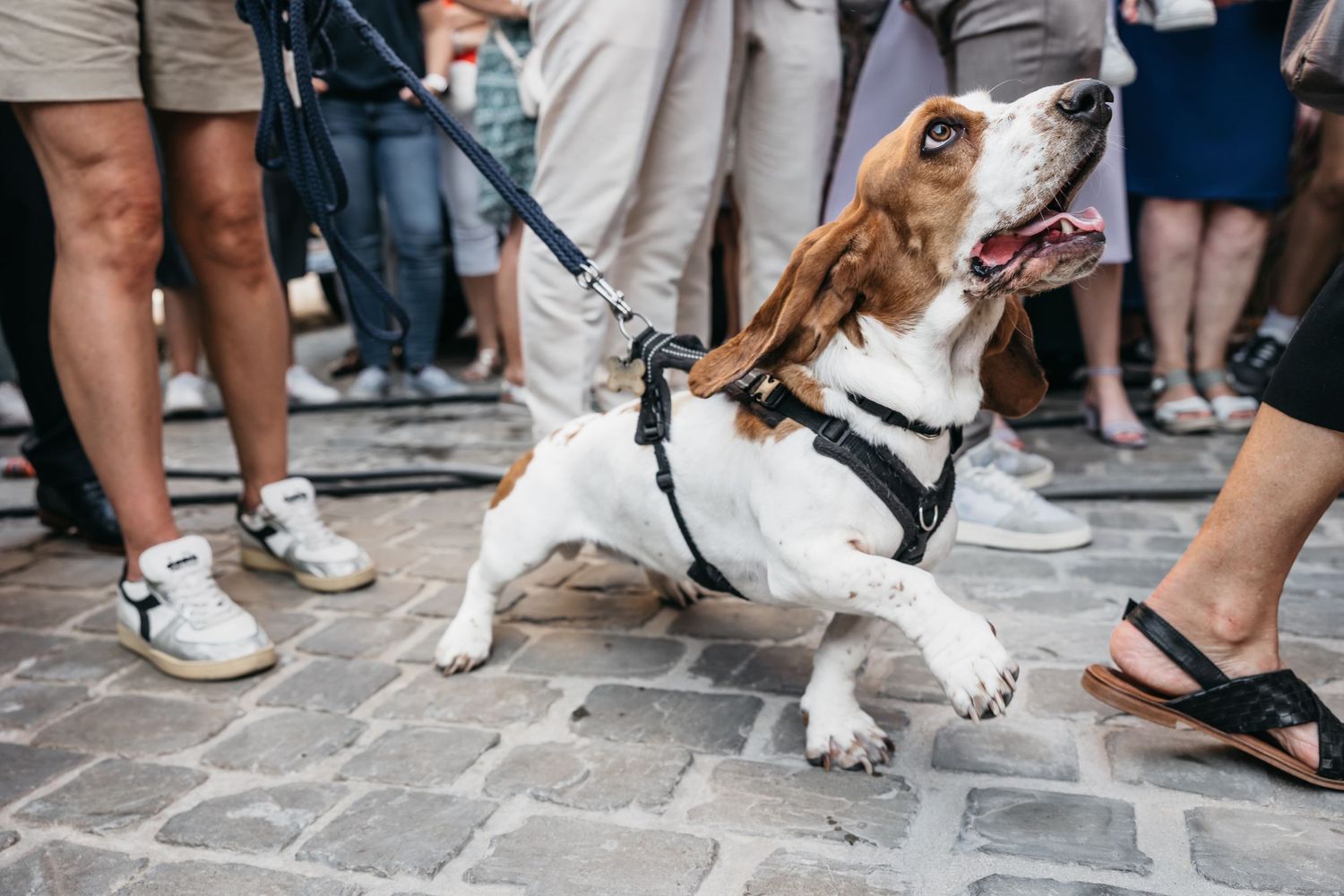Adorable beagle dog on leash looking up excitedly among wedding guests on cobblestone street.