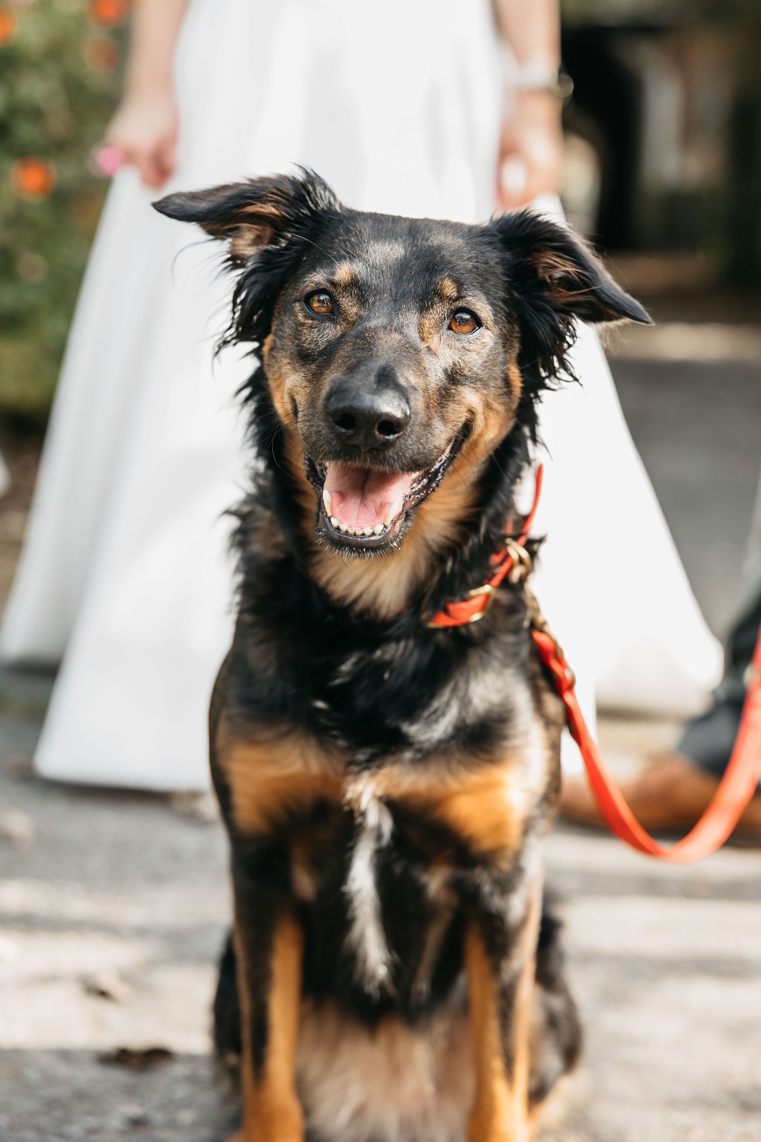 Happy black and tan mixed breed dog wearing a red leash smiling at the camera at a wedding.